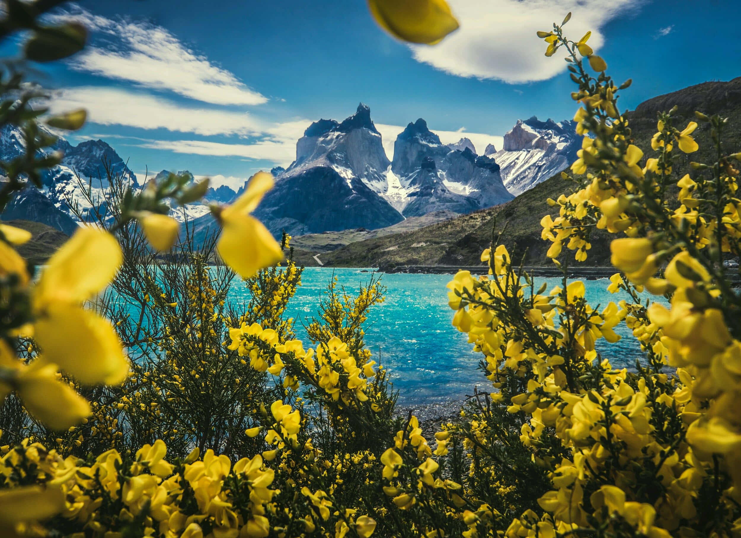 Patagonia 桌布 壁紙 — 鮮豔的黃色花朵框住了一個令人驚嘆的綠松石湖，背景是白雪覆蓋的山脈，天空湛藍。