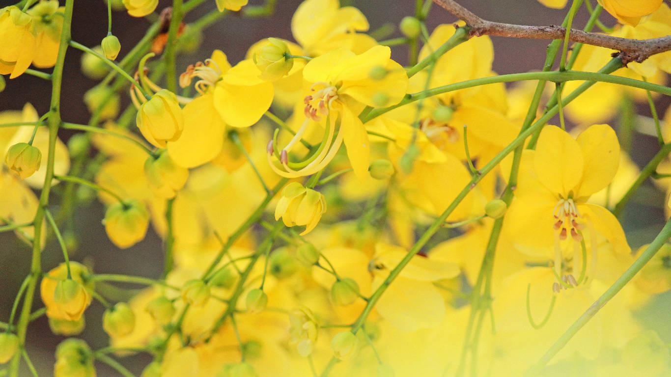 Vishu 桌布 壁紙 — 鮮豔的黃色花朵沿著纖細的綠色莖幹簇擁，呈現柔和焦點的自然特寫。