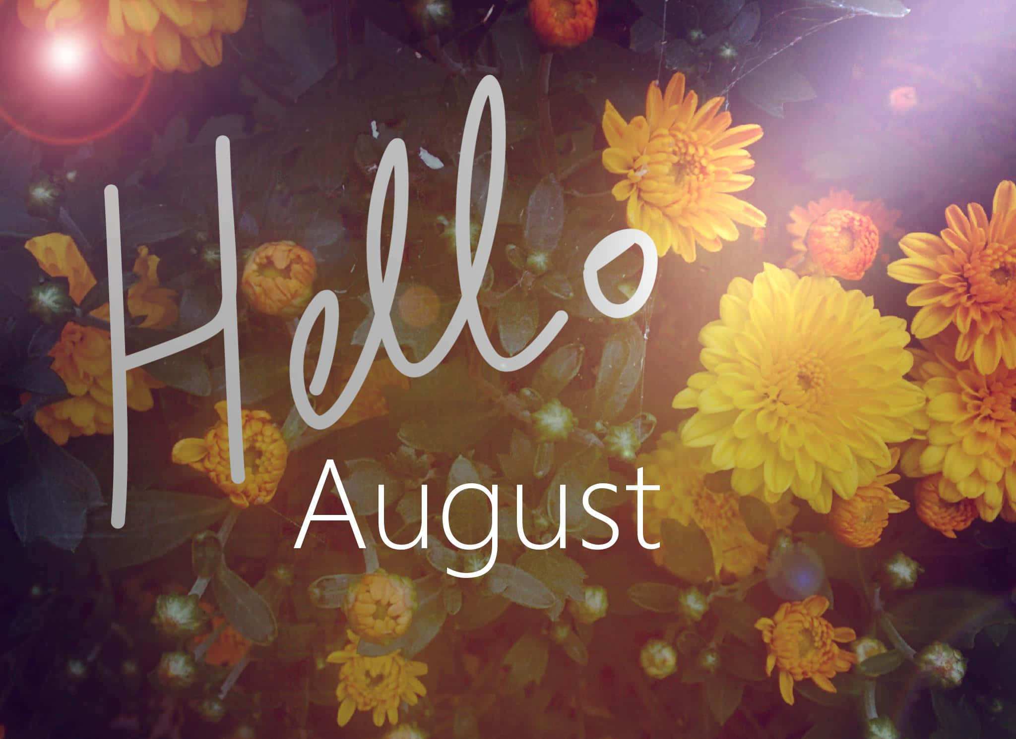 August 桌布 壁紙 — 鮮豔的黃色菊花在「你好八月」文字疊加層後盛開，帶有溫暖的鏡頭光暈和柔和散景。