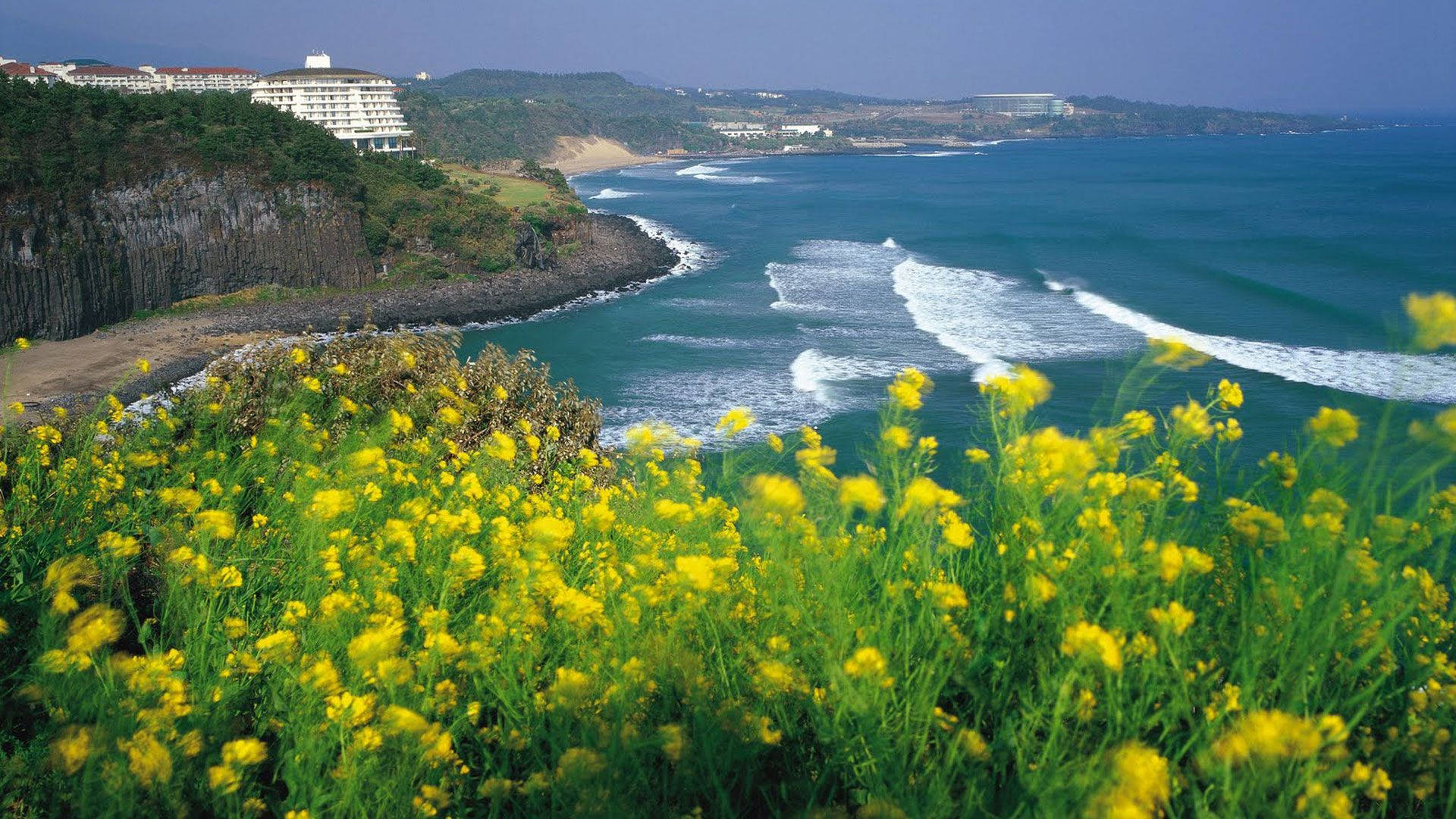 Jeju 桌布 壁紙 — 鮮豔的黃色野花在前景盛開，俯瞰著碧綠的海洋，海浪拍打，懸崖邊的度假村在清澈的藍天下。