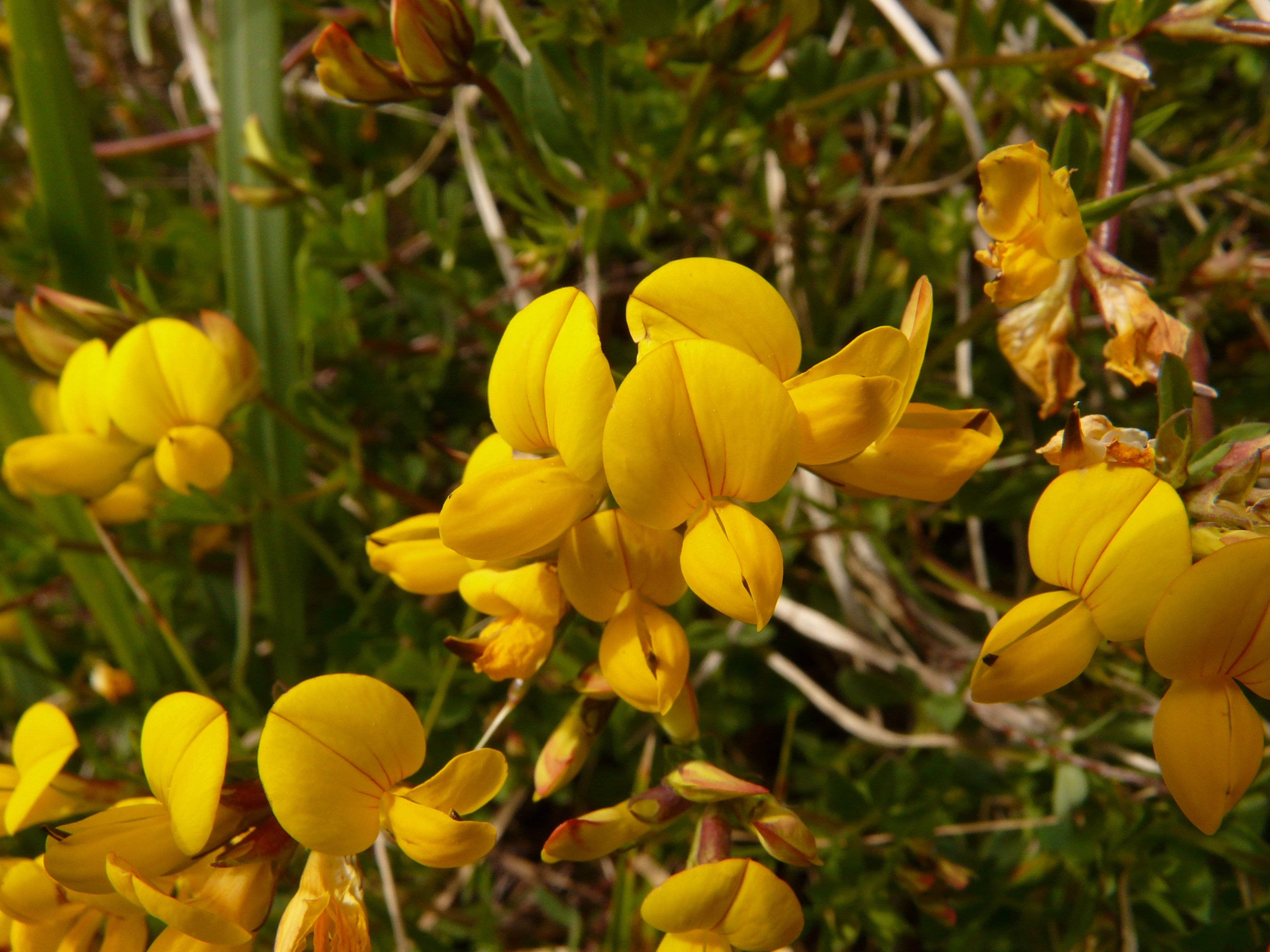 烹飪 桌布 壁紙 — 鮮豔的黃色野花在明亮的陽光下，在綠色樹葉和乾草之間盛開。