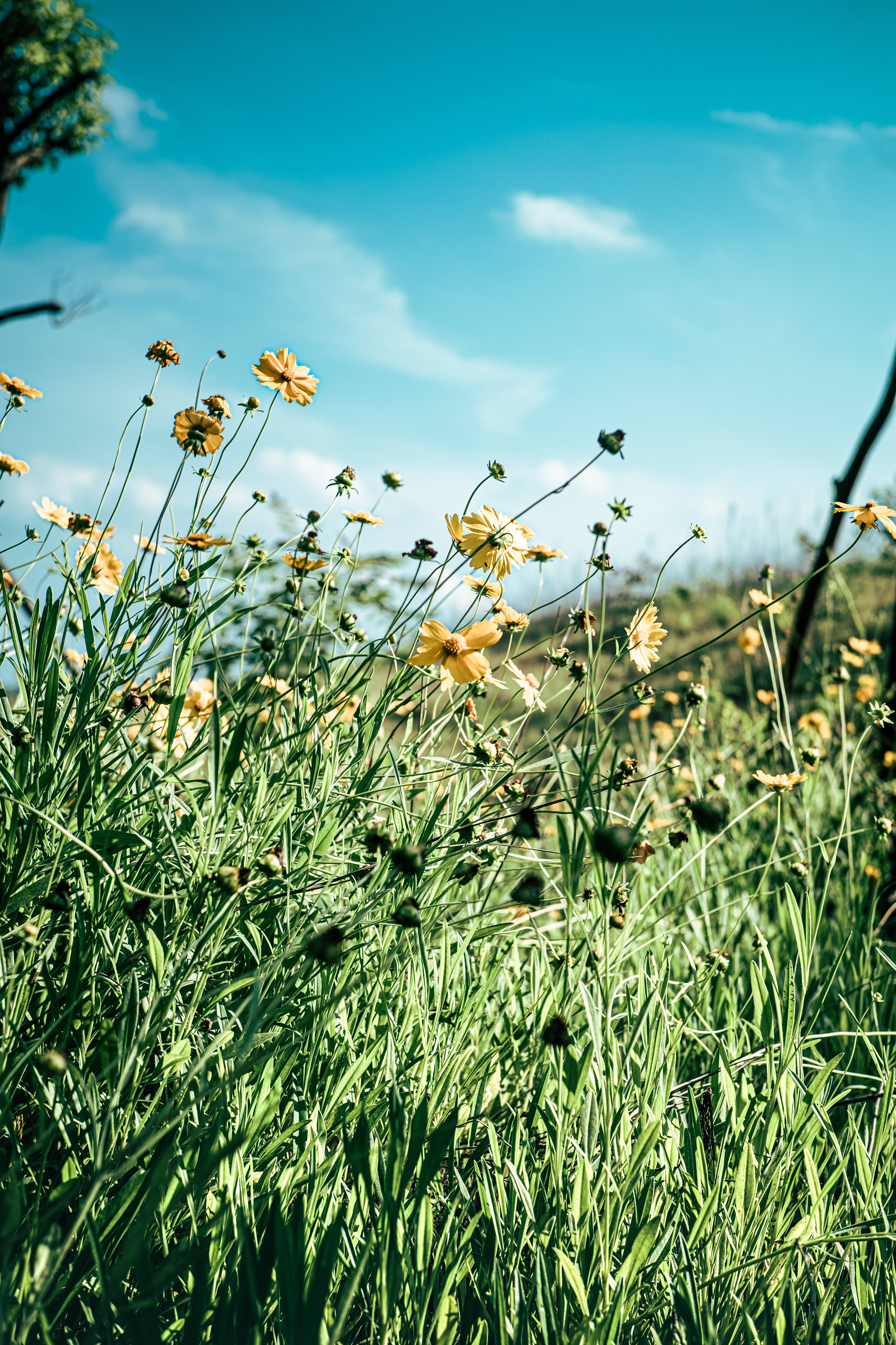 Meadow 桌布 壁紙 — 鮮豔的黃色野花在陽光明媚的草地上搖曳，天空湛藍清澈，飄著縷縷白雲。