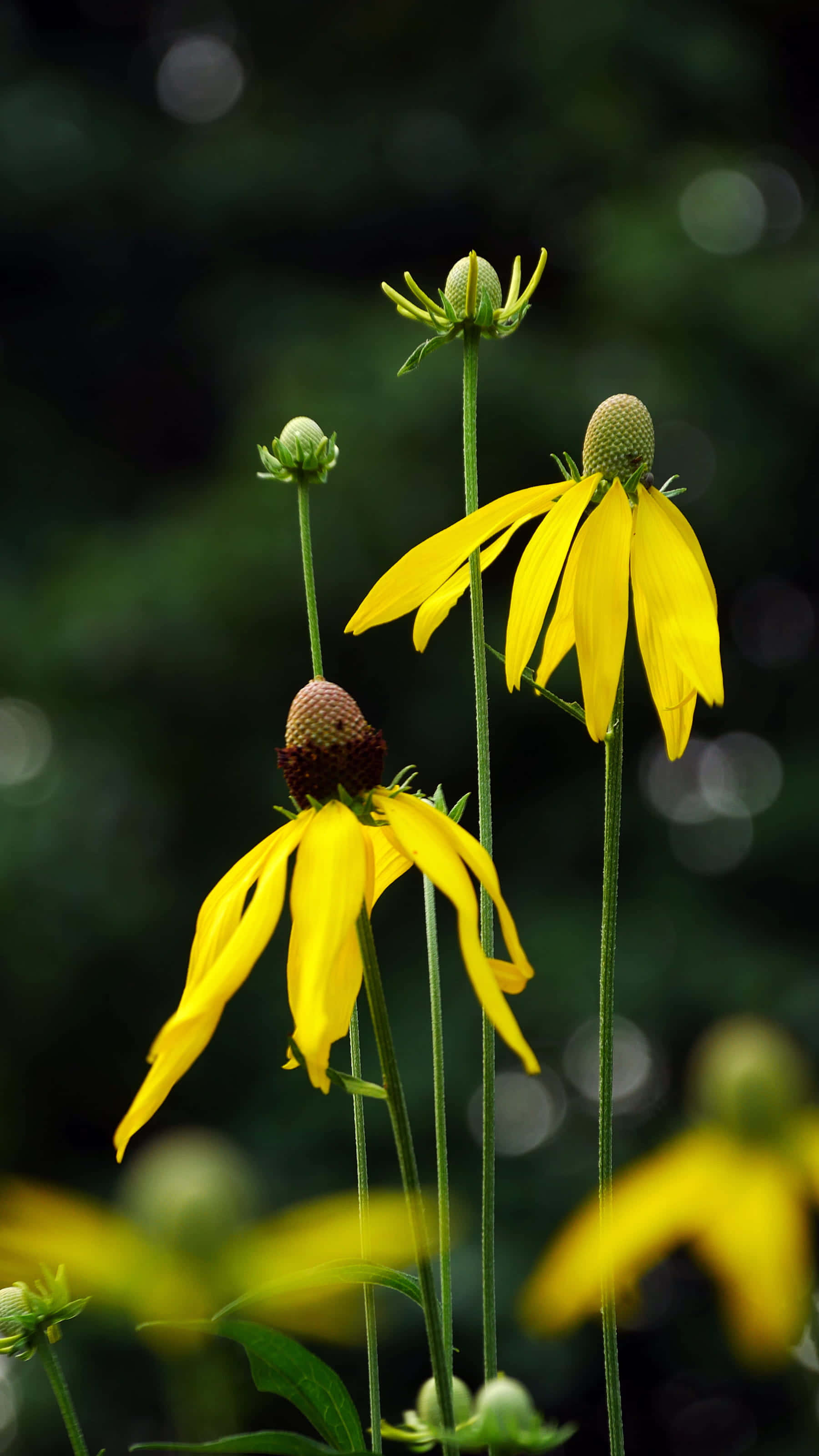Yellow Coneflower 桌布 壁紙 — 鮮豔的黃色金光菊，花瓣下垂，綠色莖稈，在柔和的模糊綠色背景下脫穎而出。