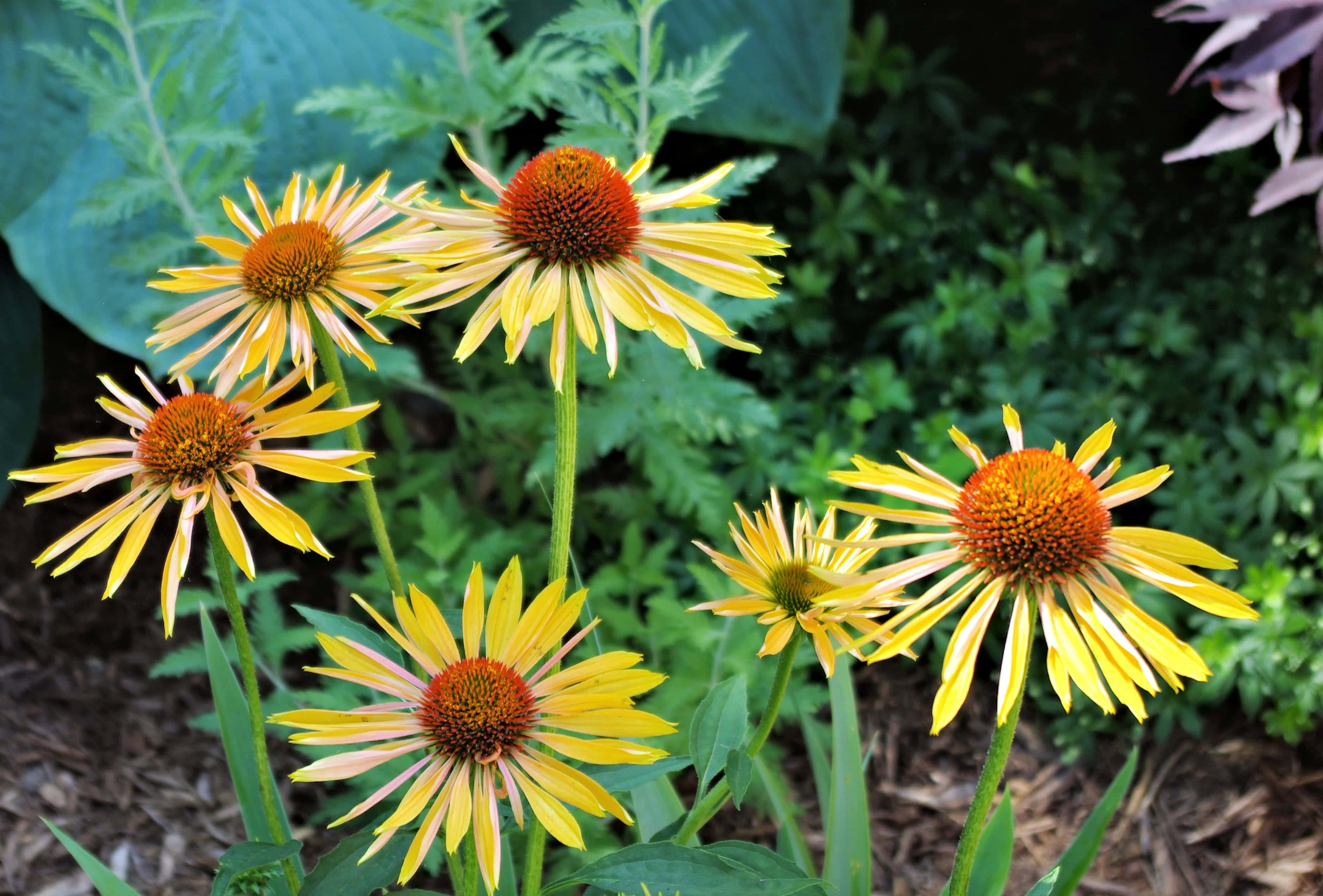 Yellow Coneflower 桌布 壁紙 — 鮮豔的黃色金光菊帶有橙色花心，在陽光普照的花壇中，於茂密的綠葉間盛開。
