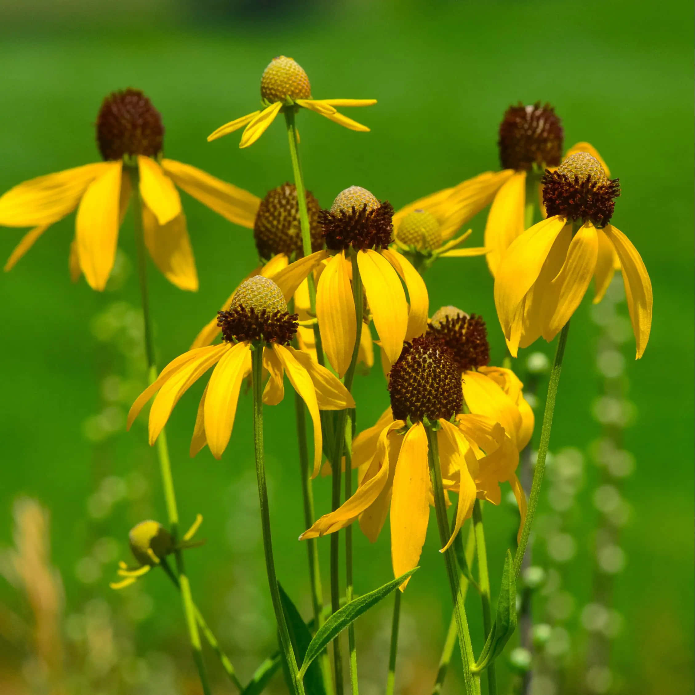 Yellow Coneflower 桌布 壁紙 — 鮮豔的黃色金光菊帶有深棕色花心，在明亮的陽光下盛開於茂密的綠色田野中。