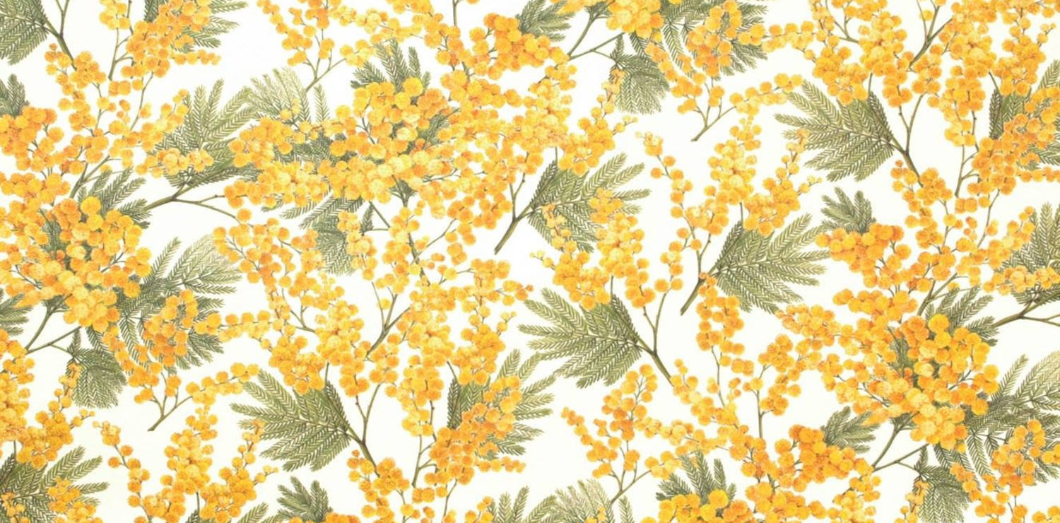 mimosa 桌布 壁紙 — 鮮豔的黃色金合歡花和綠色羽毛狀葉子在潔淨的白色背景上形成密集的重複植物圖案。