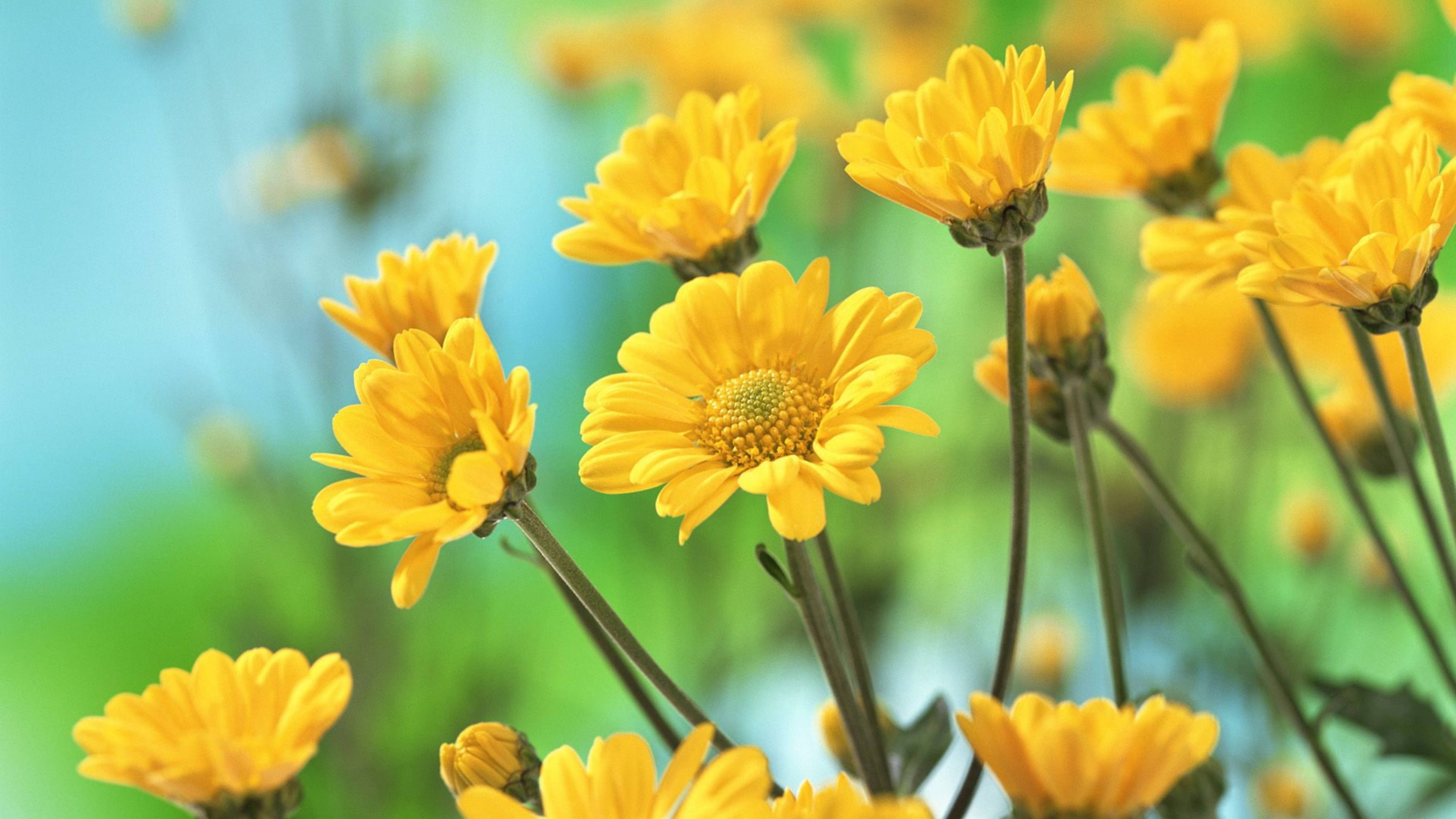 Chrysanthemum 桌布 壁紙 — 鮮豔的黃色雛菊在夢幻的藍色和綠色背景下以柔焦綻放。
