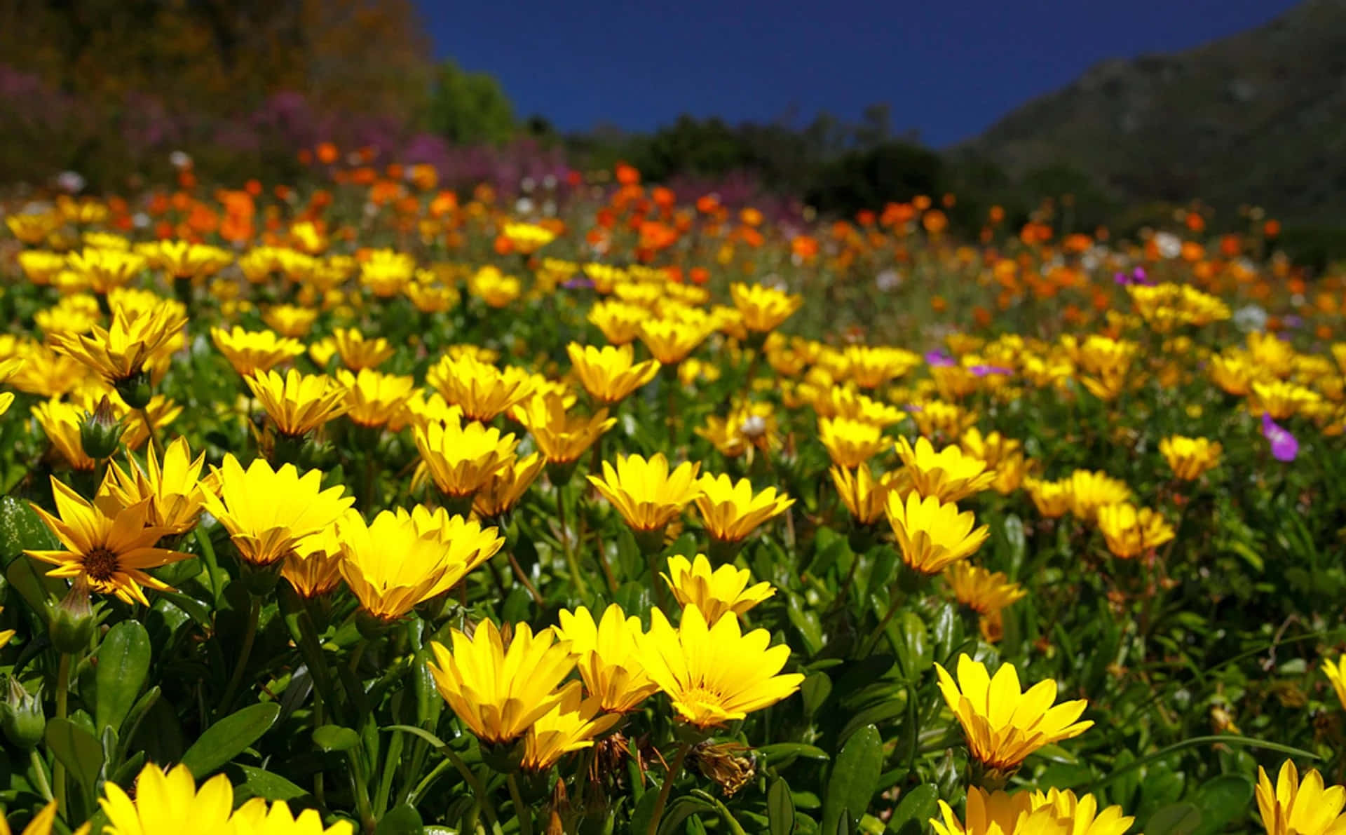 Blooming Flowers 桌布 壁紙 — 鮮豔的黃色雛菊在陽光明媚的草地上密集盛開，伴隨著紫色和橙色的花朵，上方是深藍色的天空。
