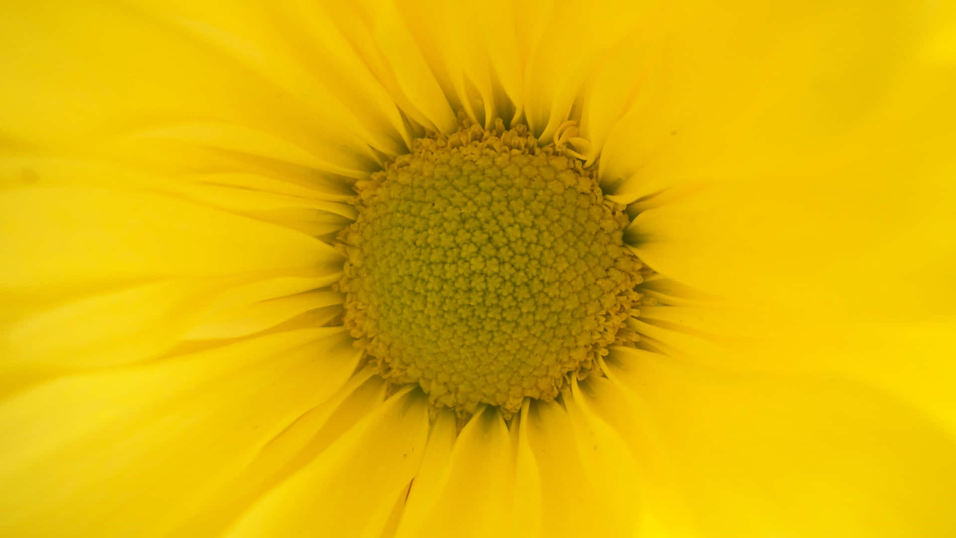 Yellow Flower. 壁紙 — 鮮豔的黃色雛菊特寫，帶有紋理的綠色中心和柔軟模糊的花瓣。