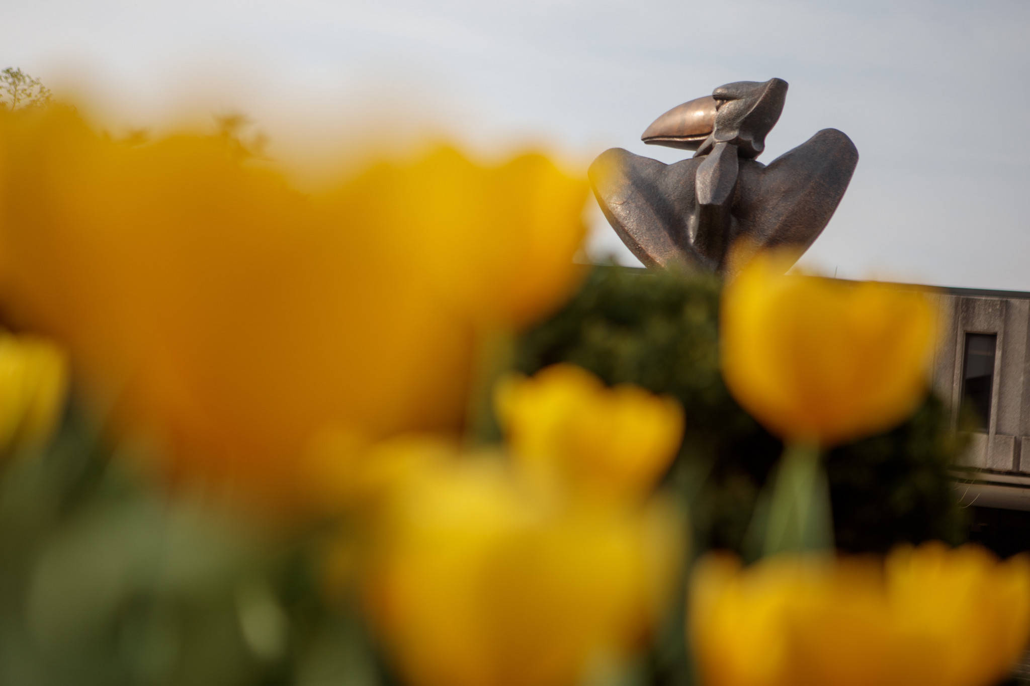 Flowers 桌布 壁紙 — 鮮豔的黃色鬱金香在前景模糊，青銅抽象雕塑在柔和日光下從綠植後方升起。