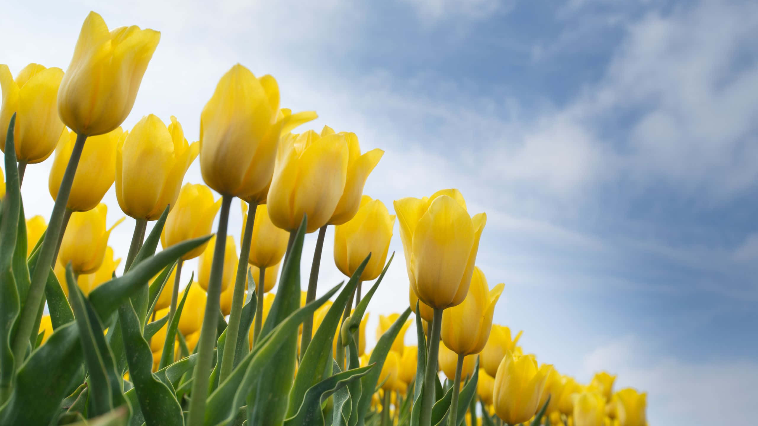 Tulips 桌布 壁紙 — 鮮豔的黃色鬱金香在明亮的藍天和薄雲下盛開。