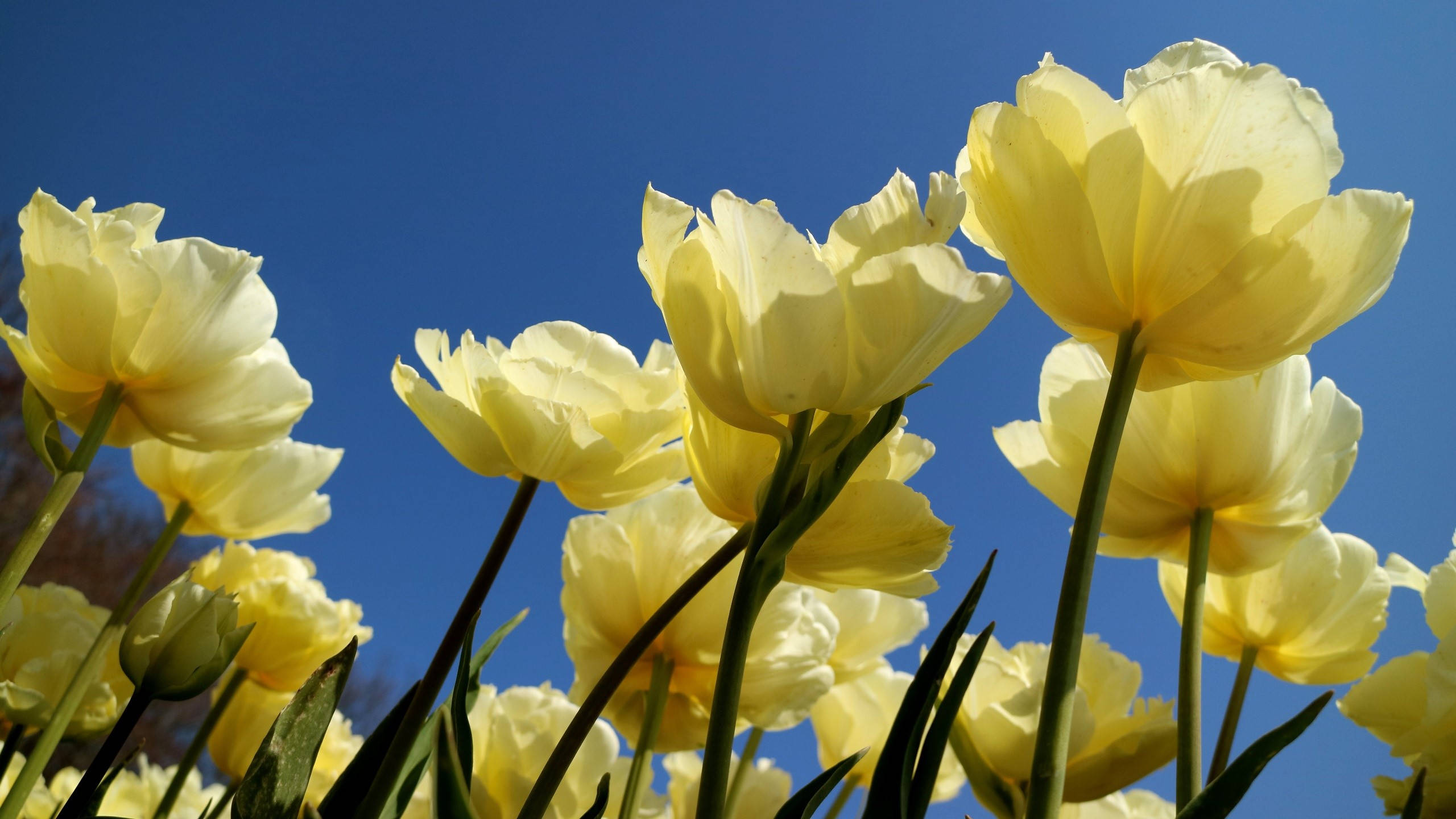 Tulips 桌布 壁紙 — 鮮豔的黃色鬱金香在晴朗的藍天下綻放，構成陽光明媚的花園場景。