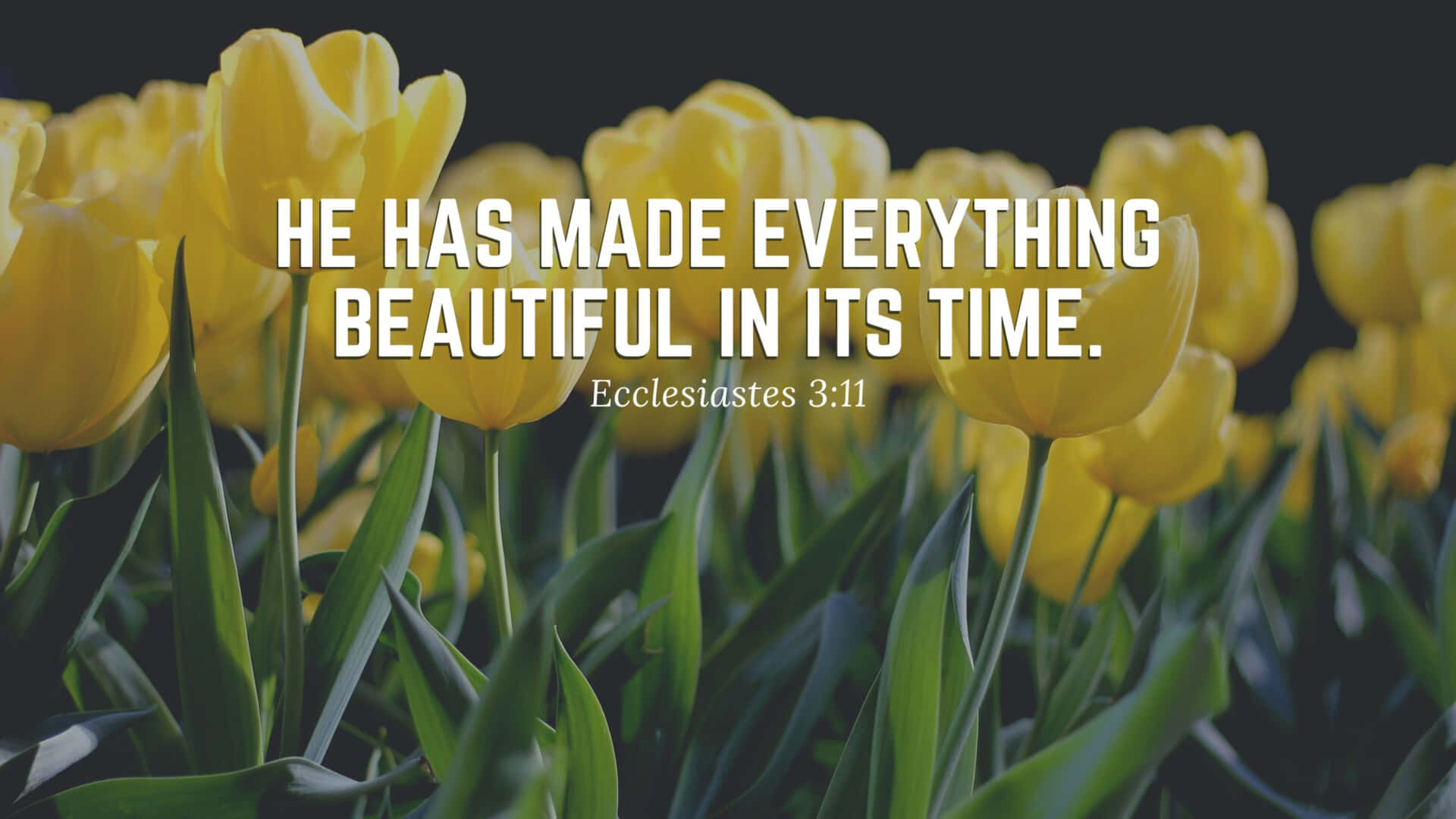 Bible Verse Desktop 桌布 壁紙 — 鮮豔的黃色鬱金香在深色背景上綻放，並帶有白色勵志名言覆蓋層。