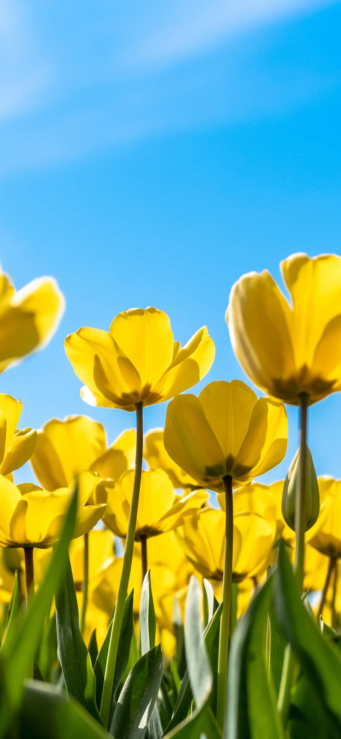 Yellow Tulips 桌布 壁紙 — 鮮豔的黃色鬱金香在陽光明媚的田野中，襯著清澈的藍天盛開。