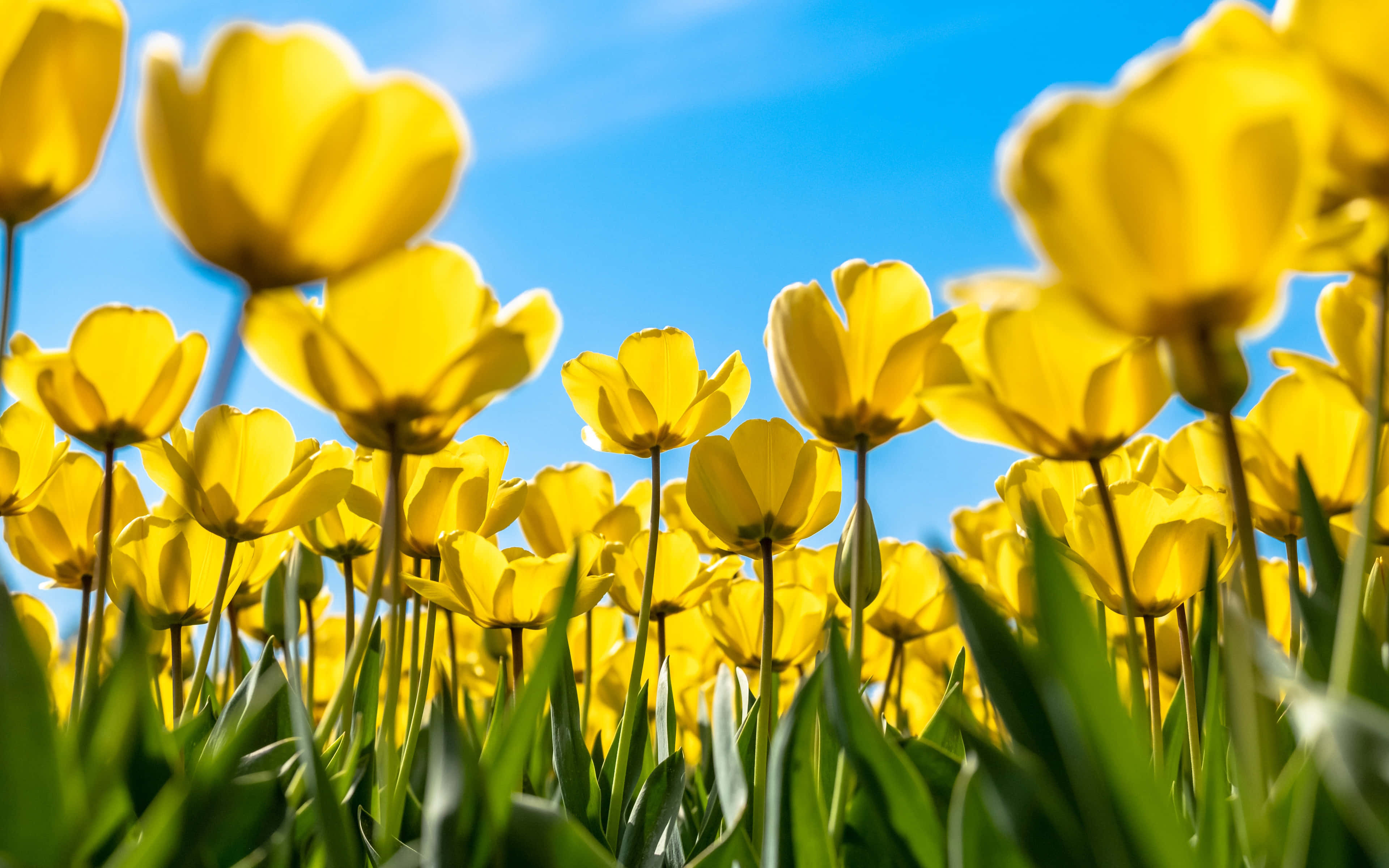 Yellow Tulips 桌布 壁紙 — 鮮豔的黃色鬱金香在陽光明媚的田野中盛開，映襯著清澈的藍天，前景花瓣帶有柔和的鏡頭模糊效果。