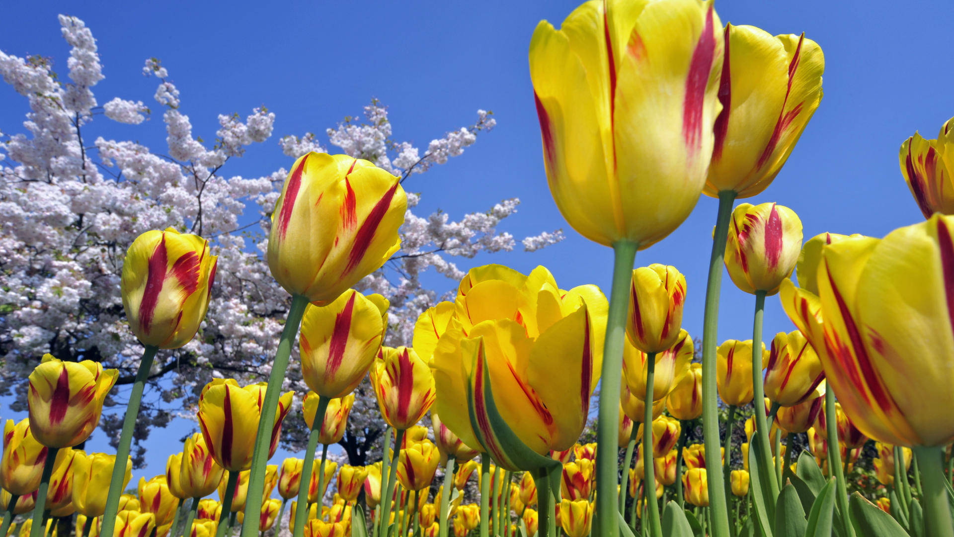 Tulips 桌布 壁紙 — 鮮豔的黃色鬱金香帶有紅色條紋，在清澈的藍天下，白色櫻花樹旁盛開。