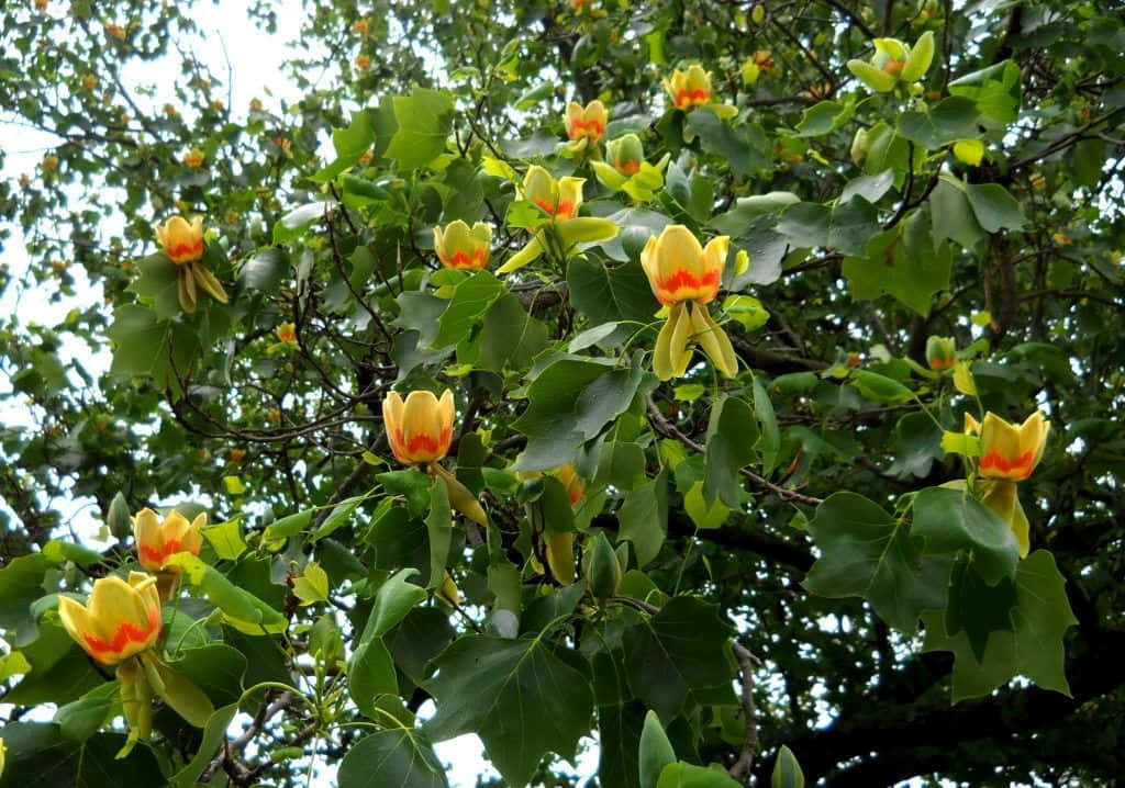 Tulip Tree 桌布 壁紙 — 鮮豔的黃色鬱金香樹在柔和日光下，以茂密的綠葉為背景，綻放出帶有火熱橙色花心的花朵。