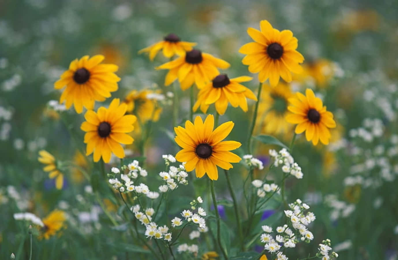 Black Eyed Susan 桌布 壁紙 — 鮮豔的黃色黑眼蘇珊在茂密的綠色草地上，在精緻的白色花朵中盛開。
