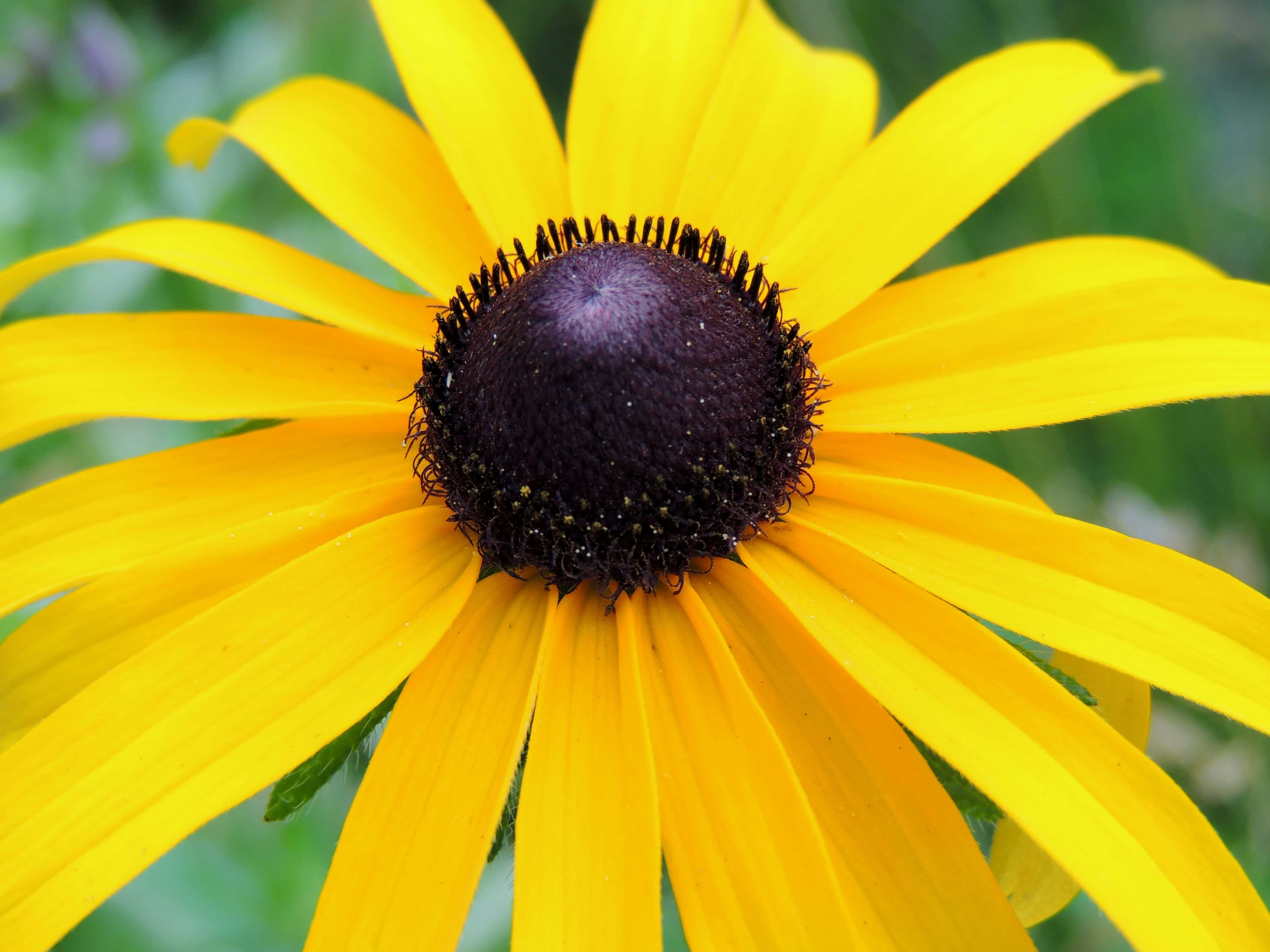 Yellow Coneflower 桌布 壁紙 — 鮮豔的黃色黑眼蘇珊花，帶有深棕色花心，在柔軟的綠色葉片中盛開。