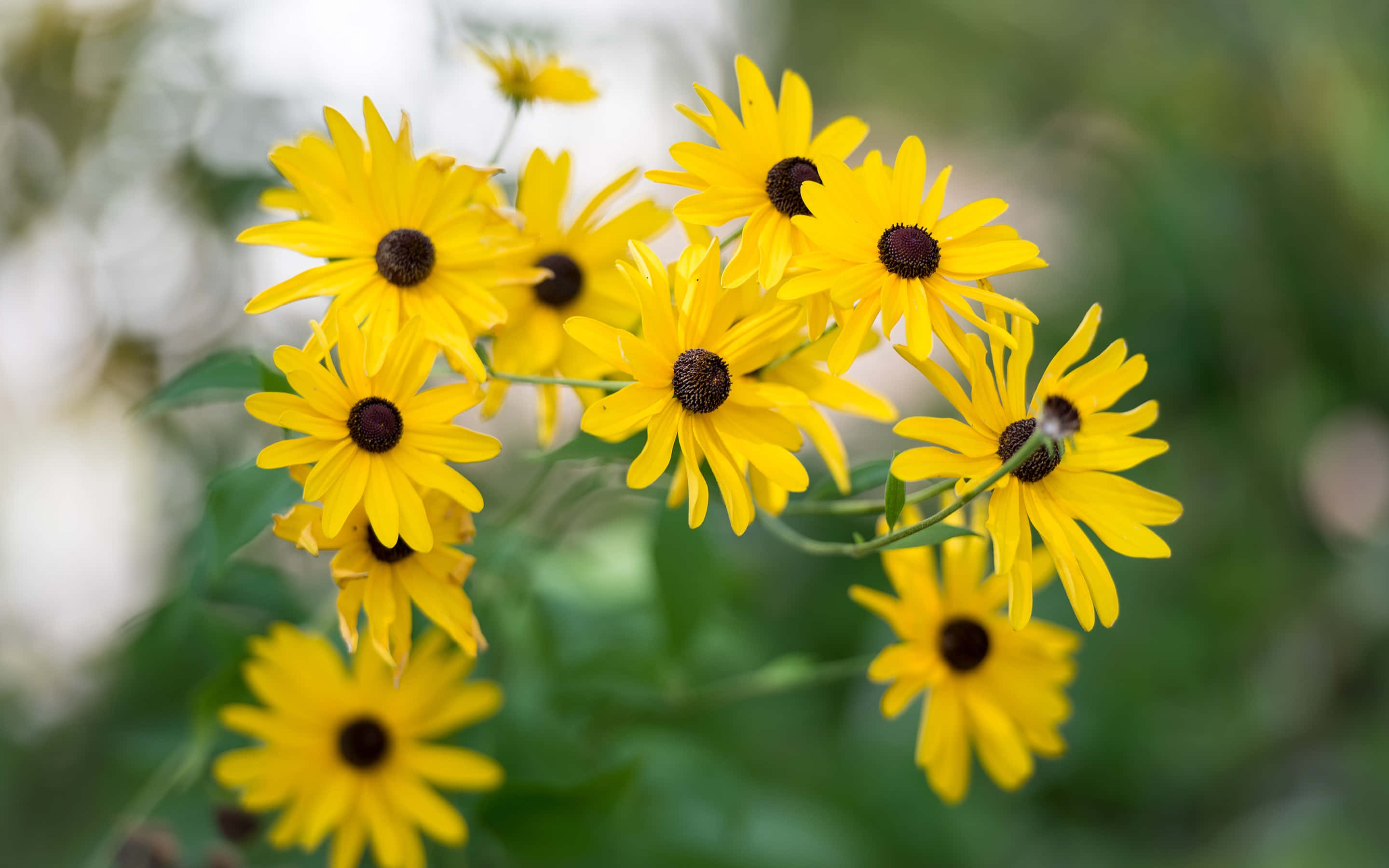 Black Eyed Susan 桌布 壁紙 — 鮮豔的黃色黑眼蘇珊花在柔和的綠色和白色模糊背景下盛開，帶有深色花心。