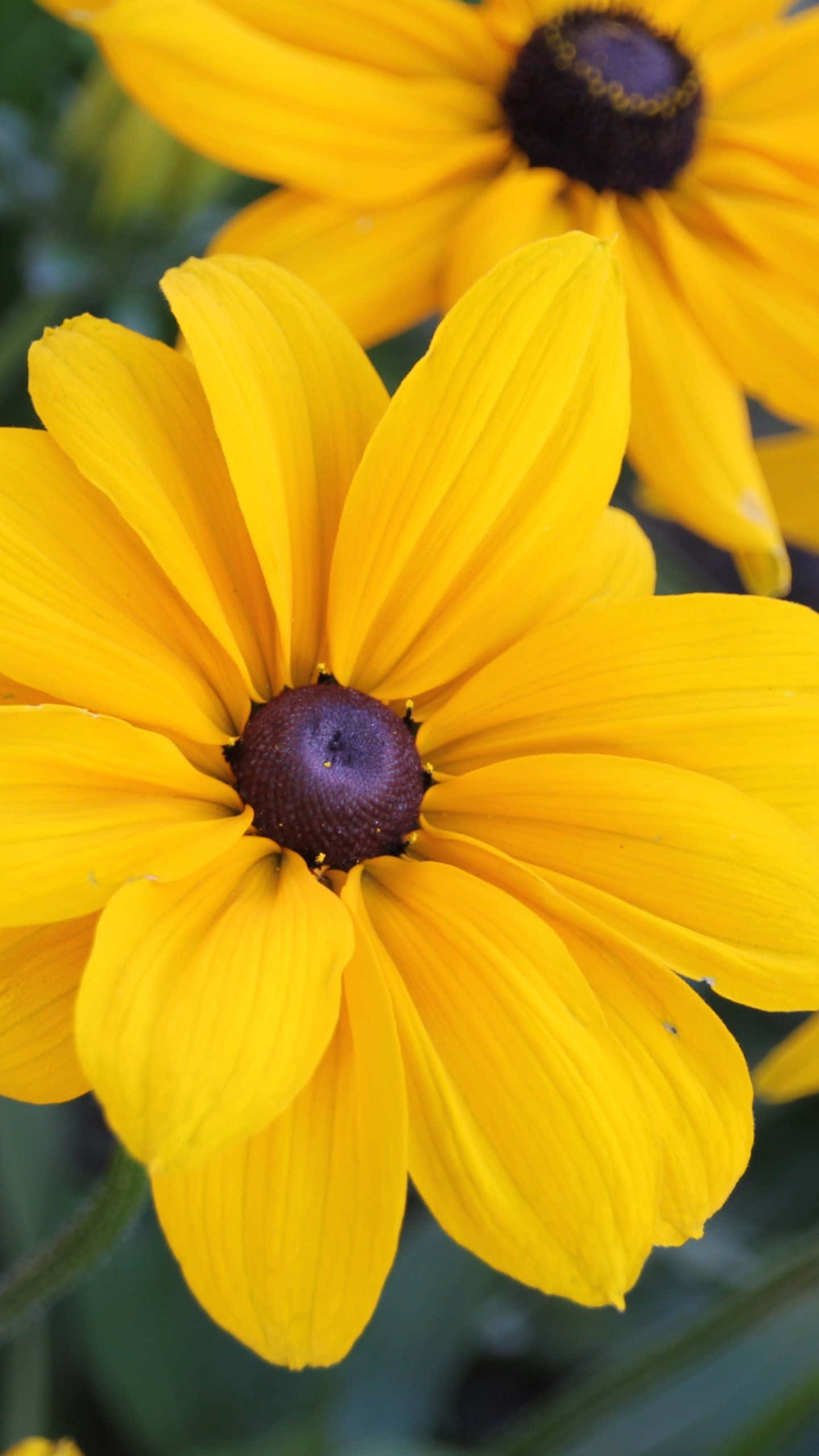 Black Eyed Susan 桌布 壁紙 — 鮮豔的黃色黑眼蘇珊花在柔和的綠色模糊背景下綻放，帶有深棕色花心。
