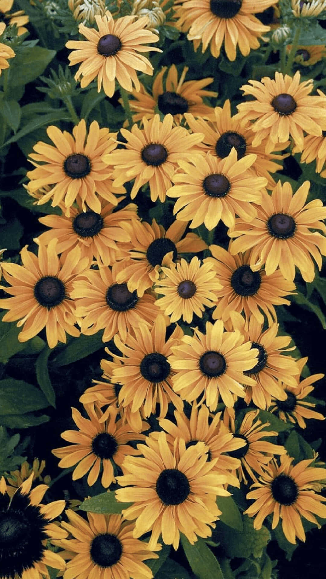 Sunflower Aesthetic iPhone 桌布 壁紙 — 鮮豔的黃色黑眼蘇珊花在陽光普照的花園中，在茂密的綠色葉片襯托下，密集綻放，帶有深色花心。