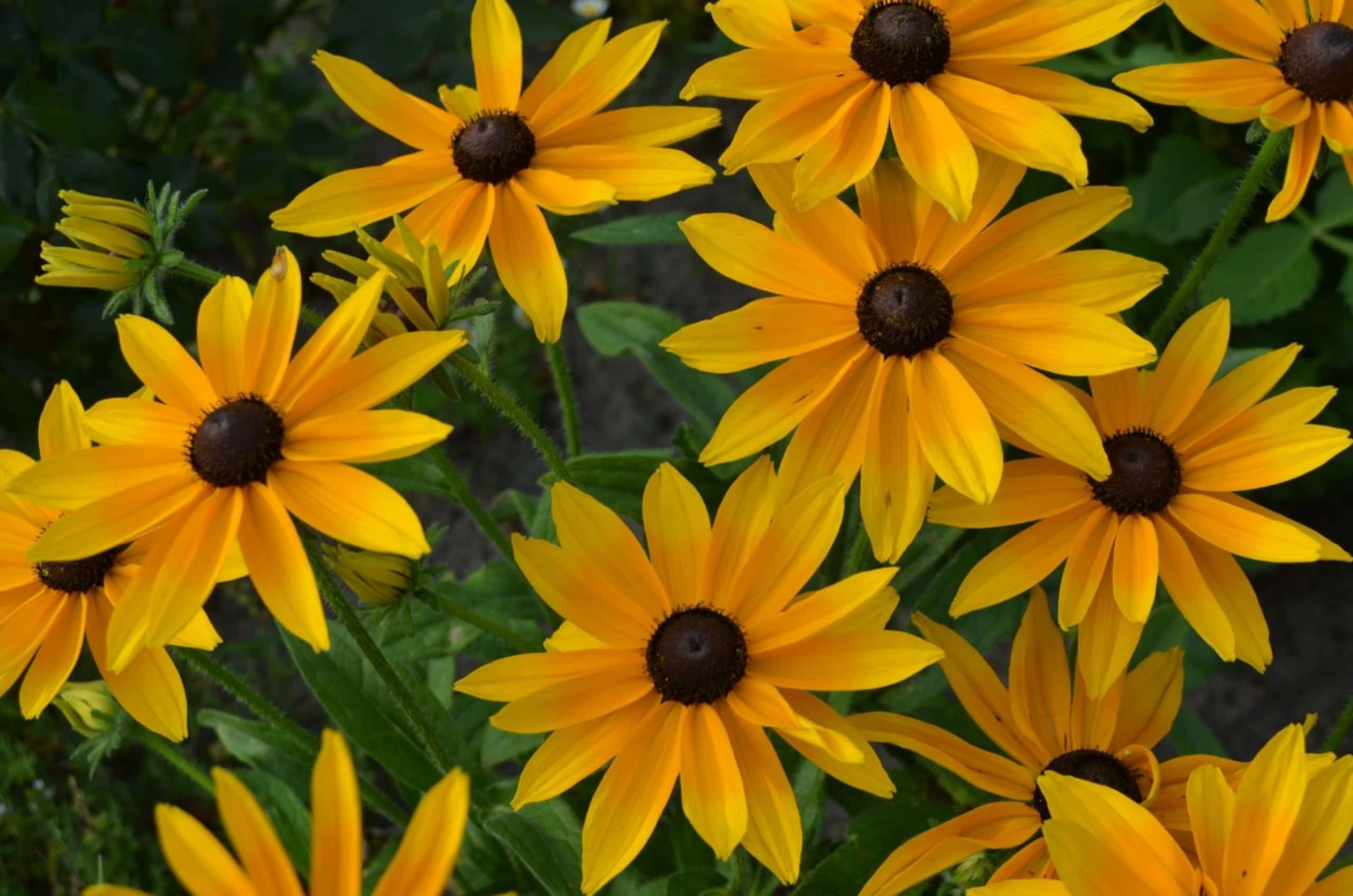 Yellow Coneflower 桌布 壁紙 — 鮮豔的黃色黑眼蘇珊花在陽光普照的花園中，以深色花心在茂密的綠葉襯托下盛開。