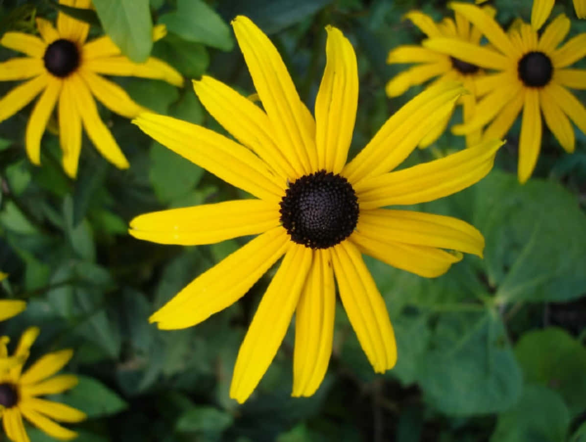 Black Eyed Susan 桌布 壁紙 — 鮮豔的黃色黑眼蘇珊花在陽光普照的花園中，以深色花心在茂密綠葉襯托下盛開。
