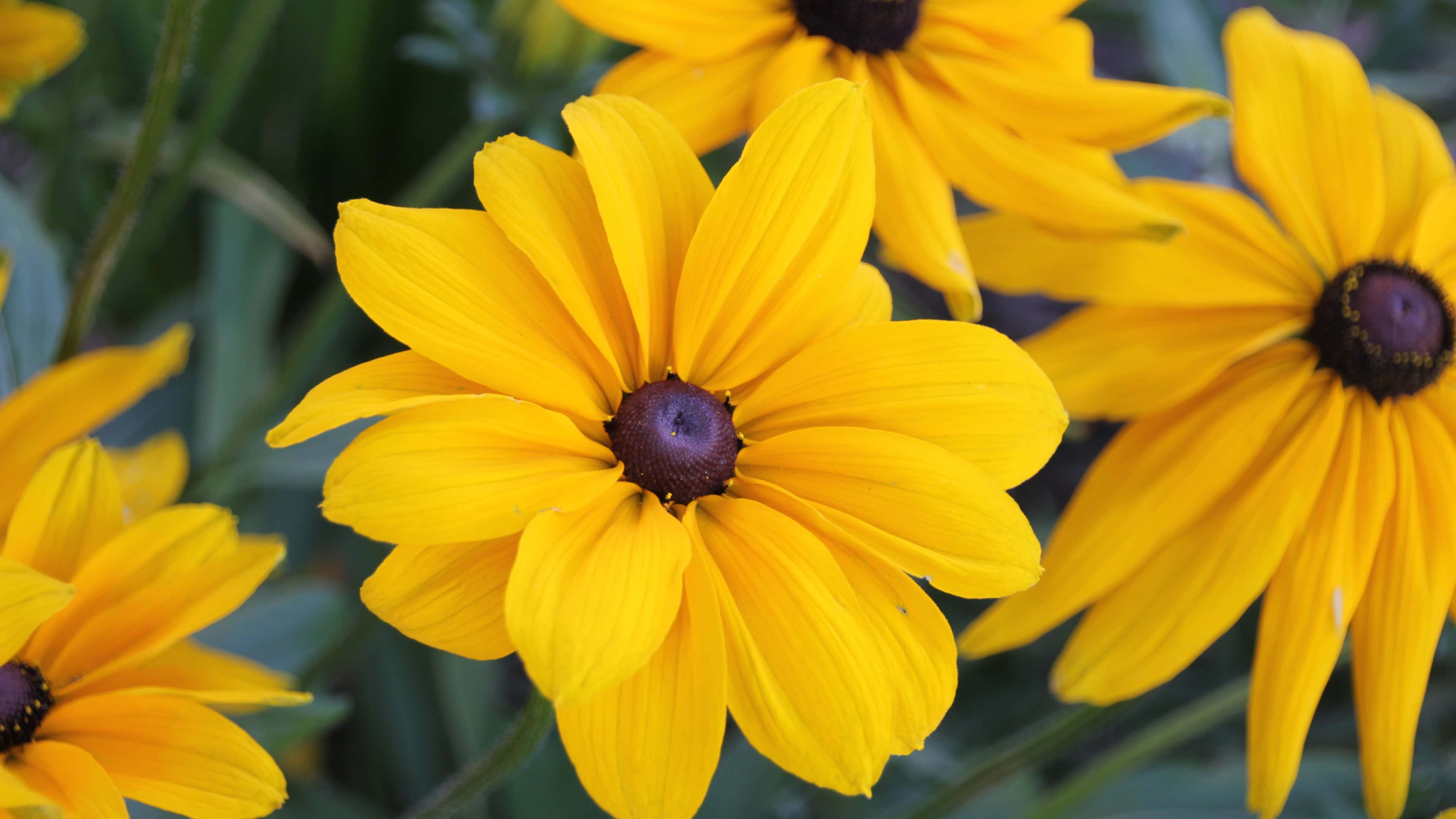 Black Eyed Susan 桌布 壁紙 — 鮮豔的黃色黑眼蘇珊花在陽光花園中，以深色花心在柔軟的綠色葉片中盛開。