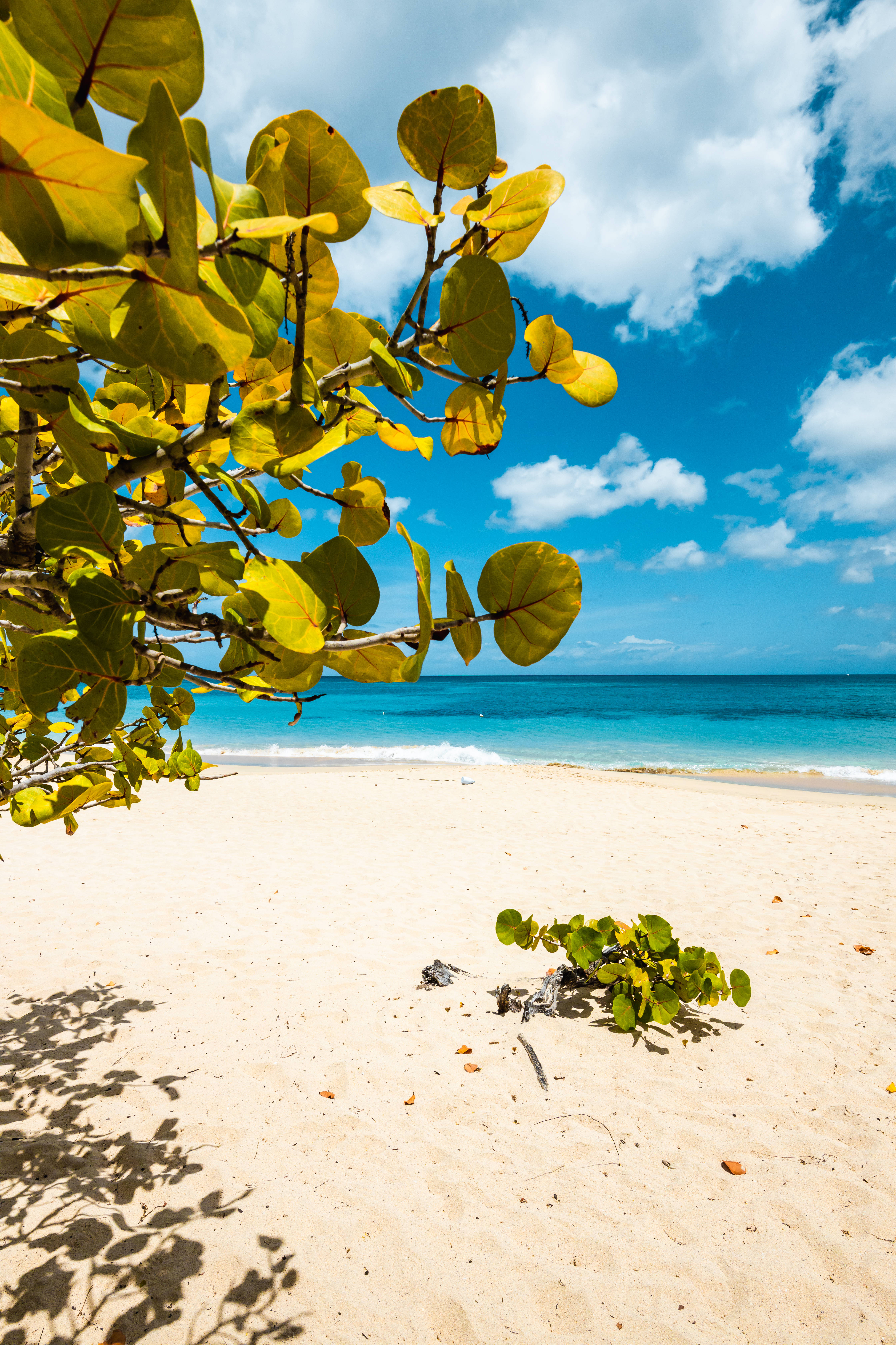 Grenada 桌布 壁紙 — 鮮豔的黃葉框住純淨的沙灘，與碧綠色的海洋，在晴朗藍天和蓬鬆白雲下。