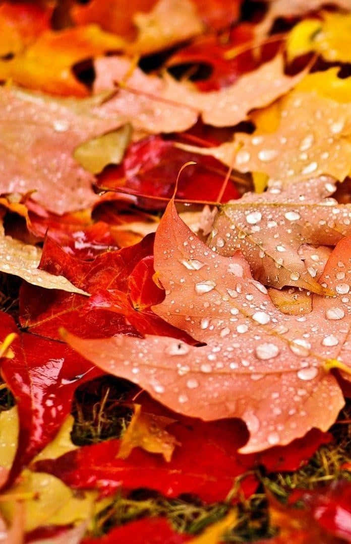 Fall Leaves iPhone 桌布 壁紙 — 鮮豔秋葉的特寫，呈現紅、橙、黃色調，覆蓋著閃閃發光的水滴。
