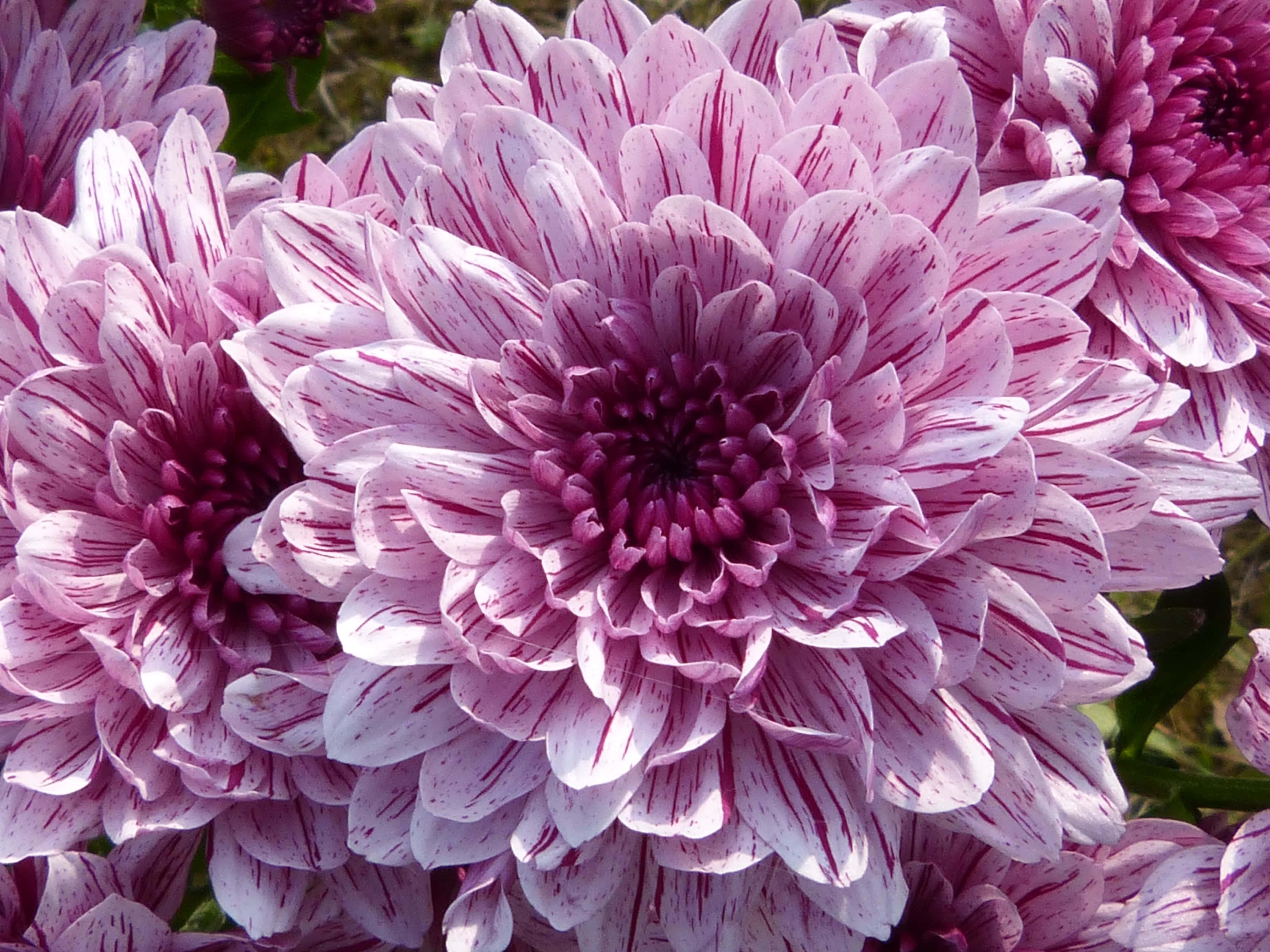 Pink Chrysanthemums 桌布 壁紙 — 鮮豔粉白色大麗花近攝，花瓣上帶有深洋紅色條紋。