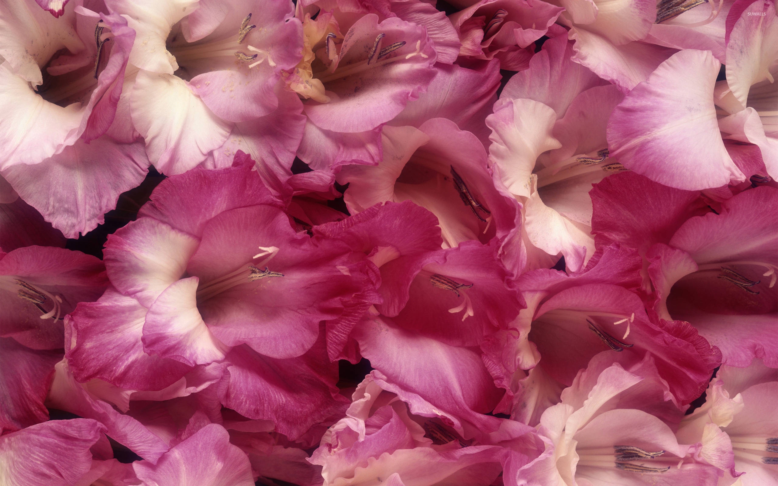Gladiolus 桌布 壁紙 — 鮮豔粉紅和白色劍蘭花的特寫，帶有精緻的皺褶花瓣和深色雄蕊。