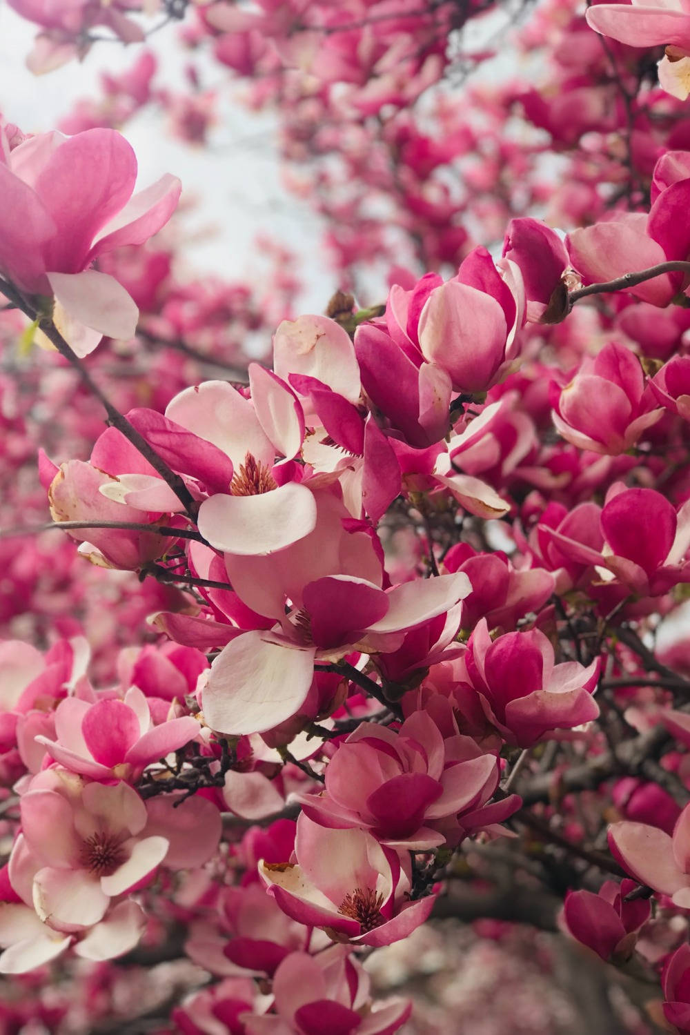 Aesthetic Spring 桌布 壁紙 — 鮮豔粉紅木蘭花在深色樹枝上密集綻放的特寫，背景是柔和天空。