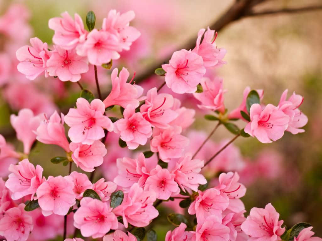 Flowers Laptop 桌布 壁紙 — 鮮豔粉紅杜鵑花的特寫，帶有精緻的雄蕊和茂盛的綠葉，背景柔和模糊。