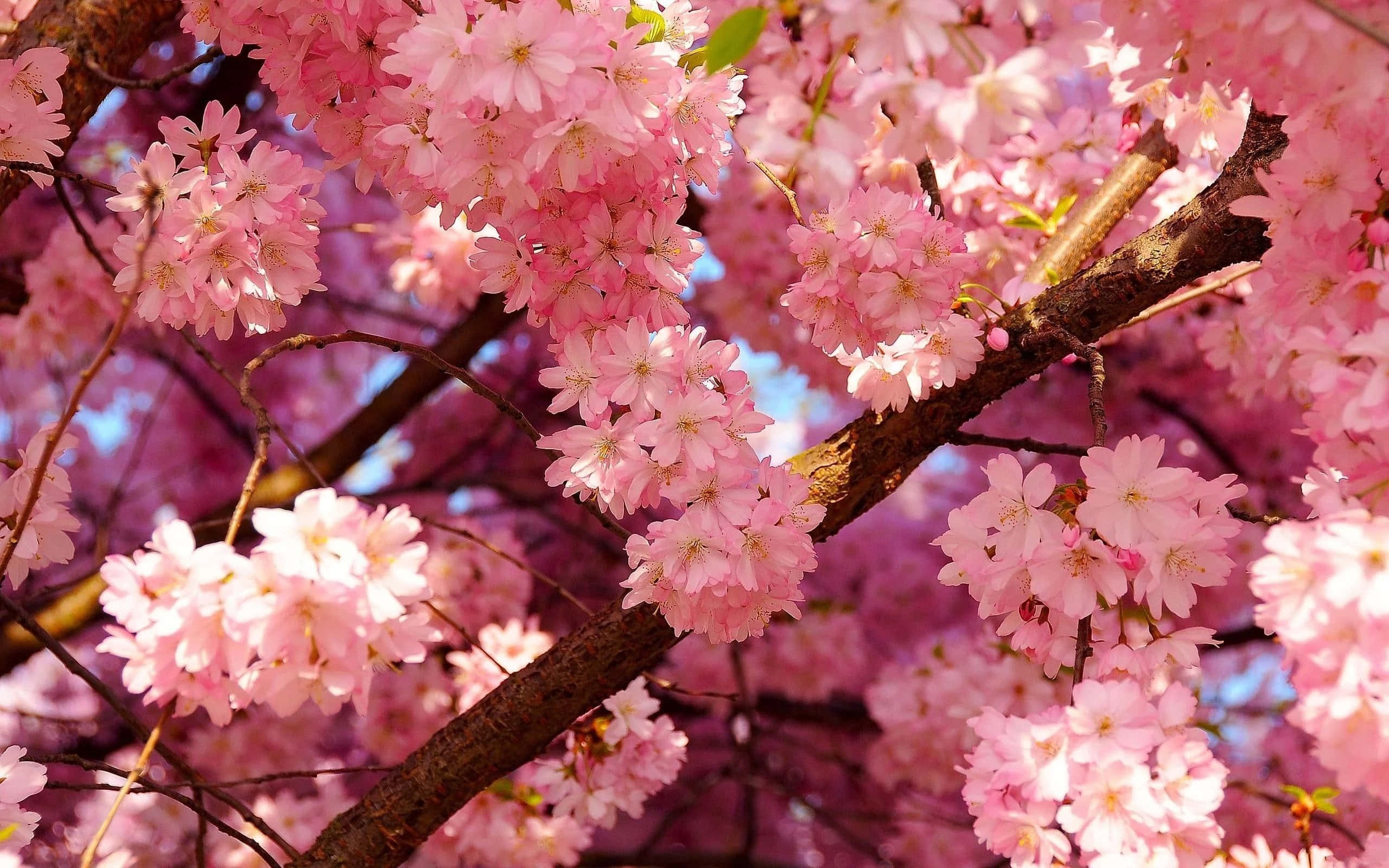Sakura 桌布 壁紙 — 鮮豔粉紅櫻花在深色樹枝上密集盛開，以明亮藍天為背景的特寫。