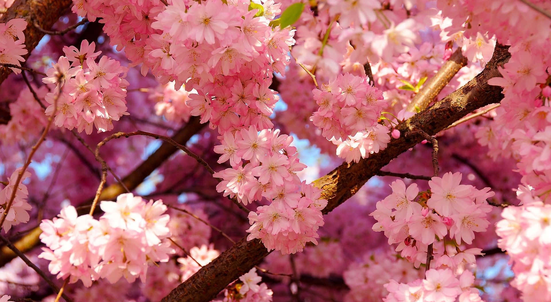 Cherry Blossom Tree 桌布 壁紙 — 鮮豔粉紅櫻花在深色樹枝上密集綻放的特寫，背景是明亮的藍天。