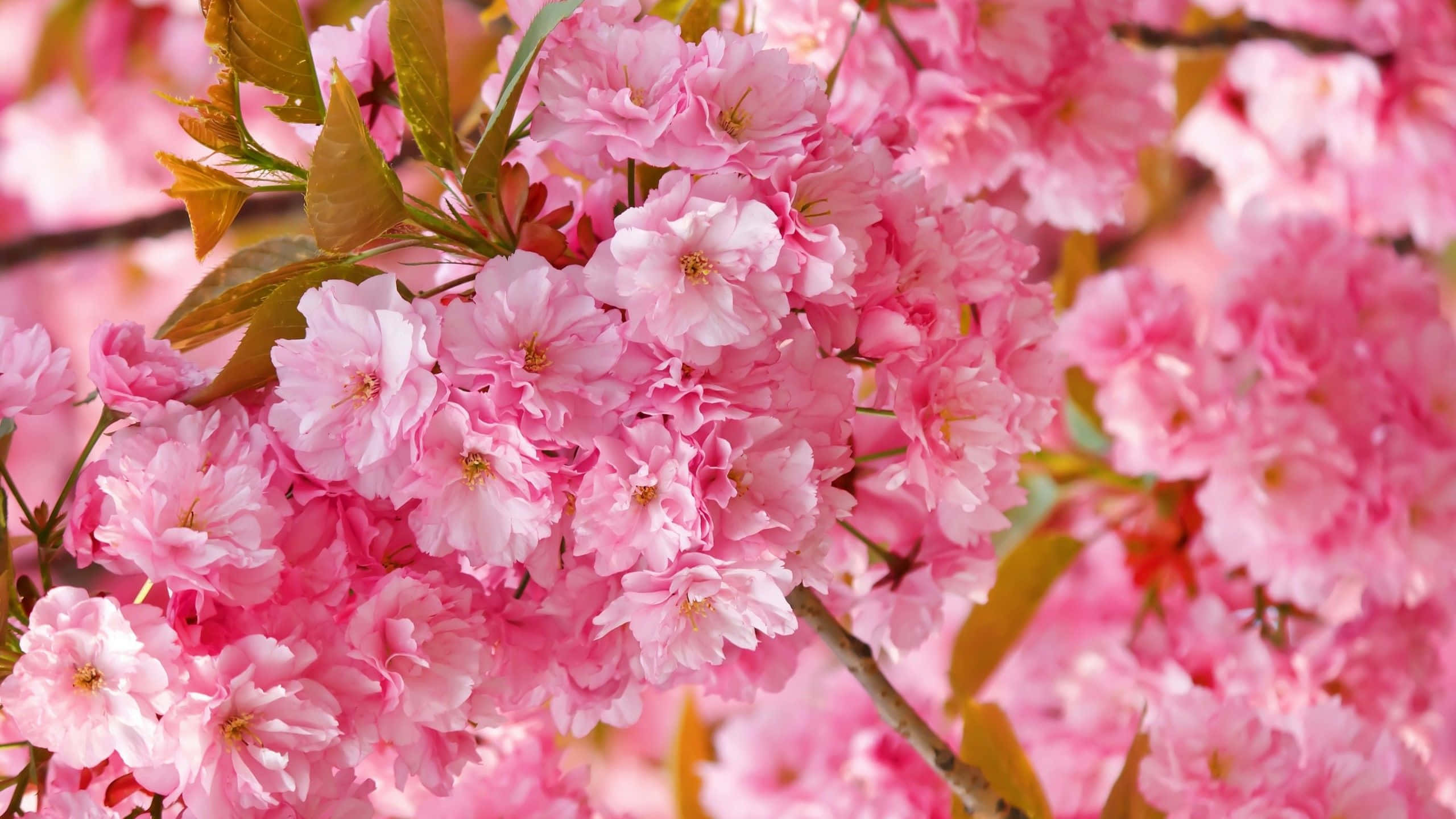 Spring Bloom 桌布 壁紙 — 鮮豔粉紅櫻花盛開的特寫，帶有柔軟的綠葉和模糊的背景。