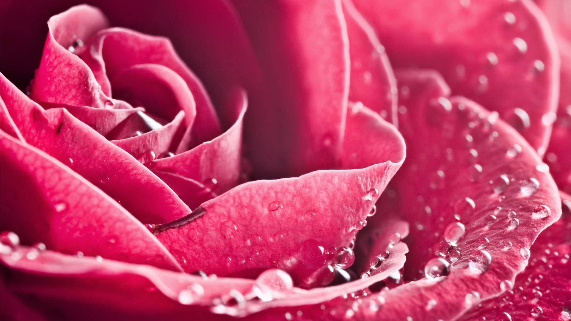 Rose Flower 桌布 壁紙 — 鮮豔粉紅玫瑰的特寫，天鵝絨般的花瓣上閃爍著水珠。