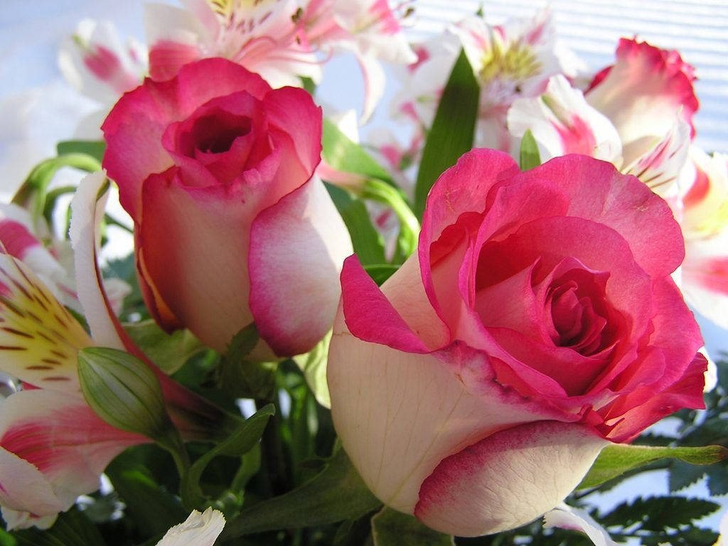 Roses 桌布 壁紙 — 鮮豔粉紅與白色玫瑰、六出花和綠葉在明亮陽光下的特寫。