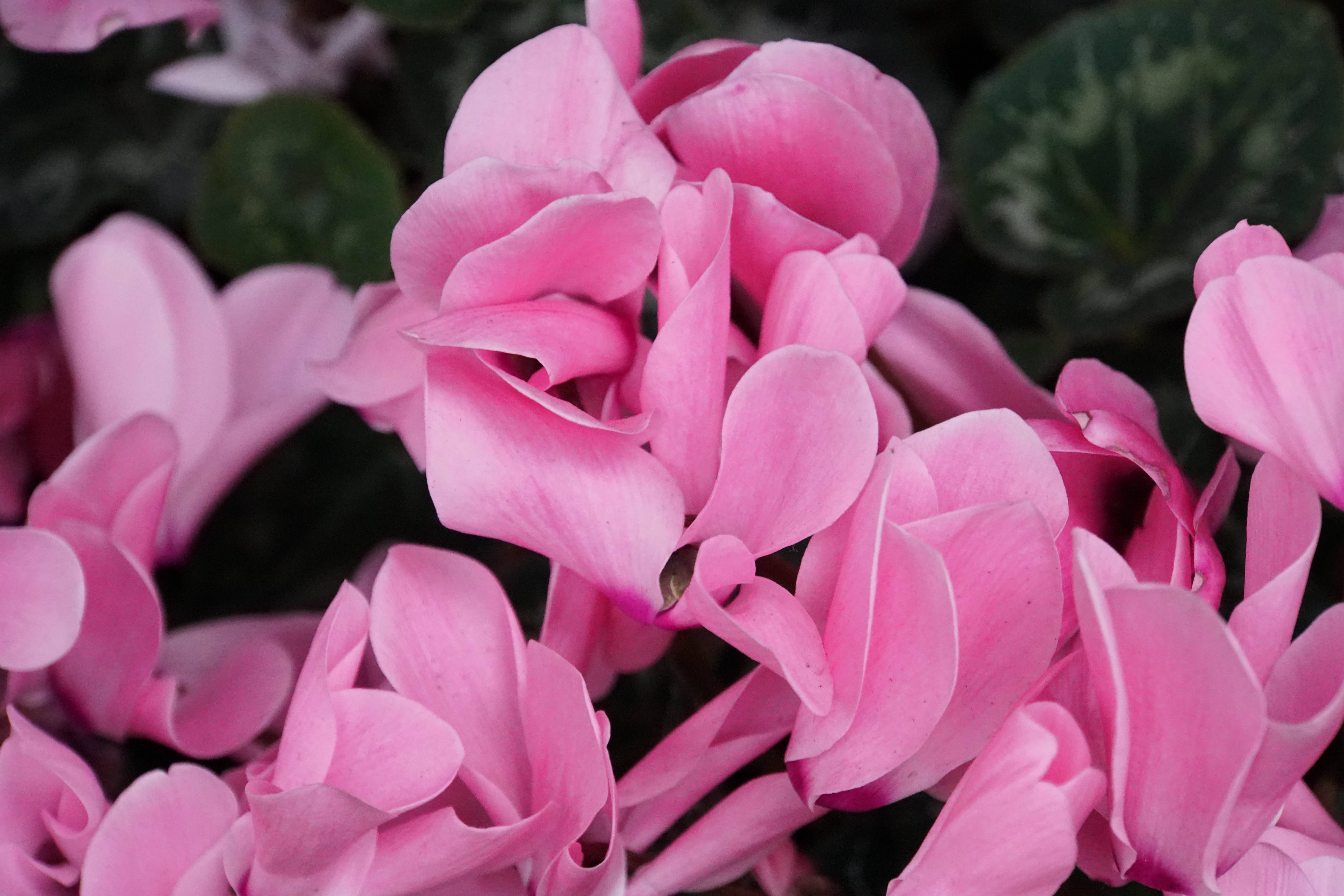 Cyclamen 桌布 壁紙 — 鮮豔粉紅色仙客來花的特寫，帶有精緻捲曲的花瓣和深綠色大理石紋葉子。