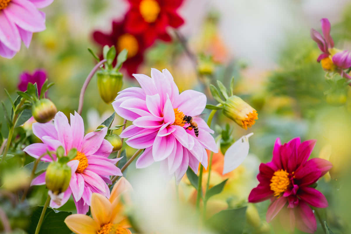 Best Flowers 桌布 壁紙 — 鮮豔粉紅色和紅色大麗花的特寫照片，中央花朵上有一隻蜜蜂，周圍環繞著綠色葉子。