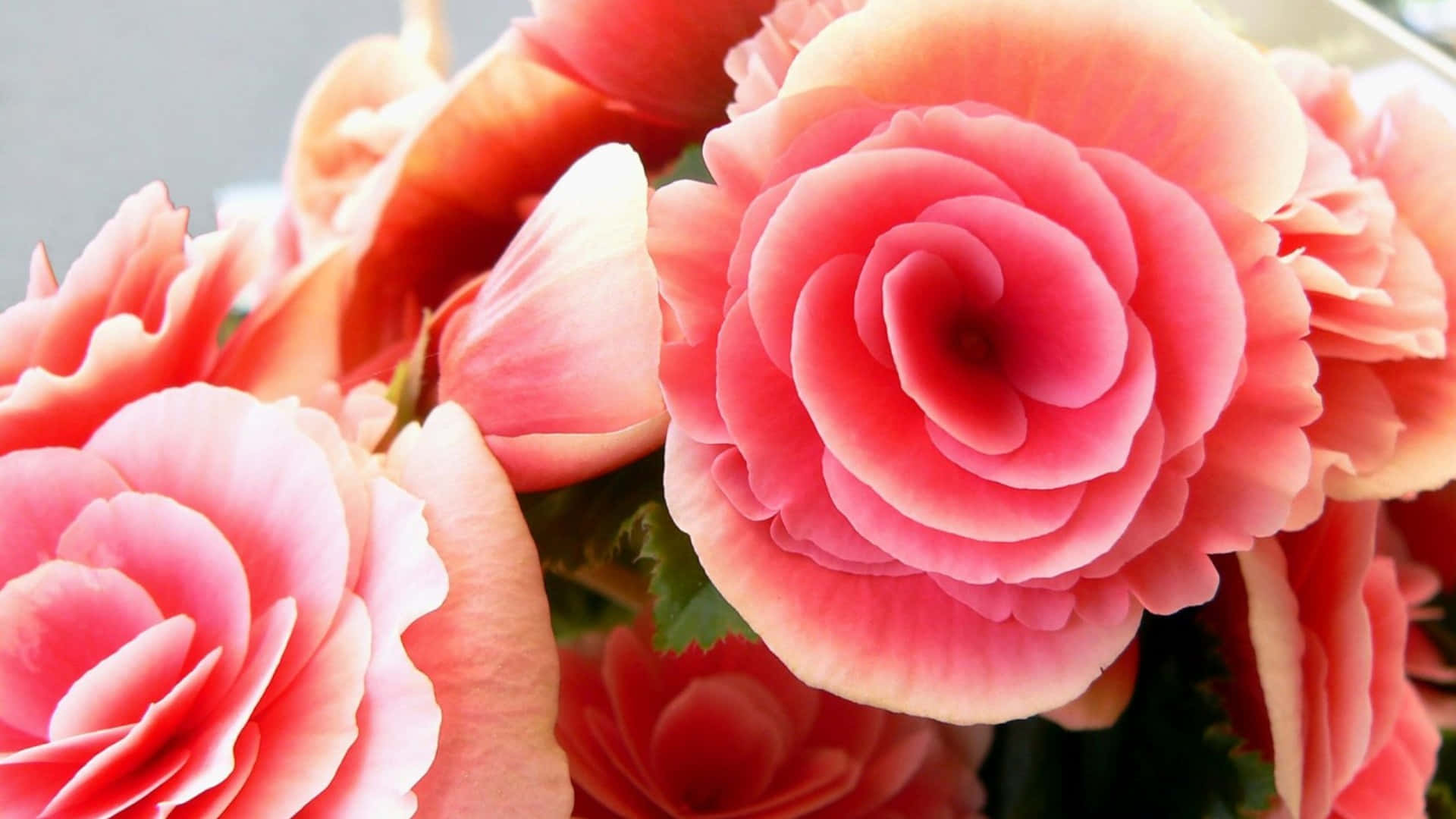 Pink Flowers 桌布 壁紙 — 鮮豔粉紅色秋海棠花的特寫，花瓣層層疊疊，柔和漸變，背景是模糊的綠色葉子。