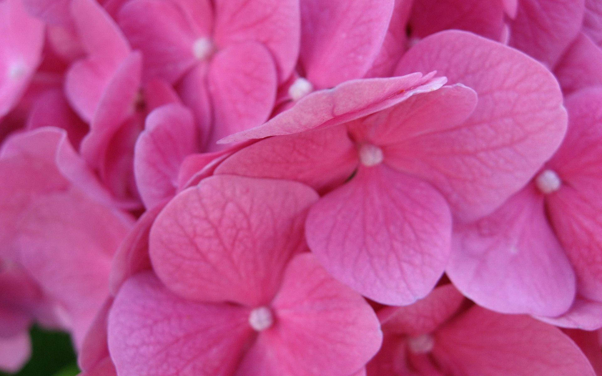 Hydrangea 桌布 壁紙 — 鮮豔粉紅色繡球花的特寫，帶有細膩的葉脈花瓣和柔和自然光線。