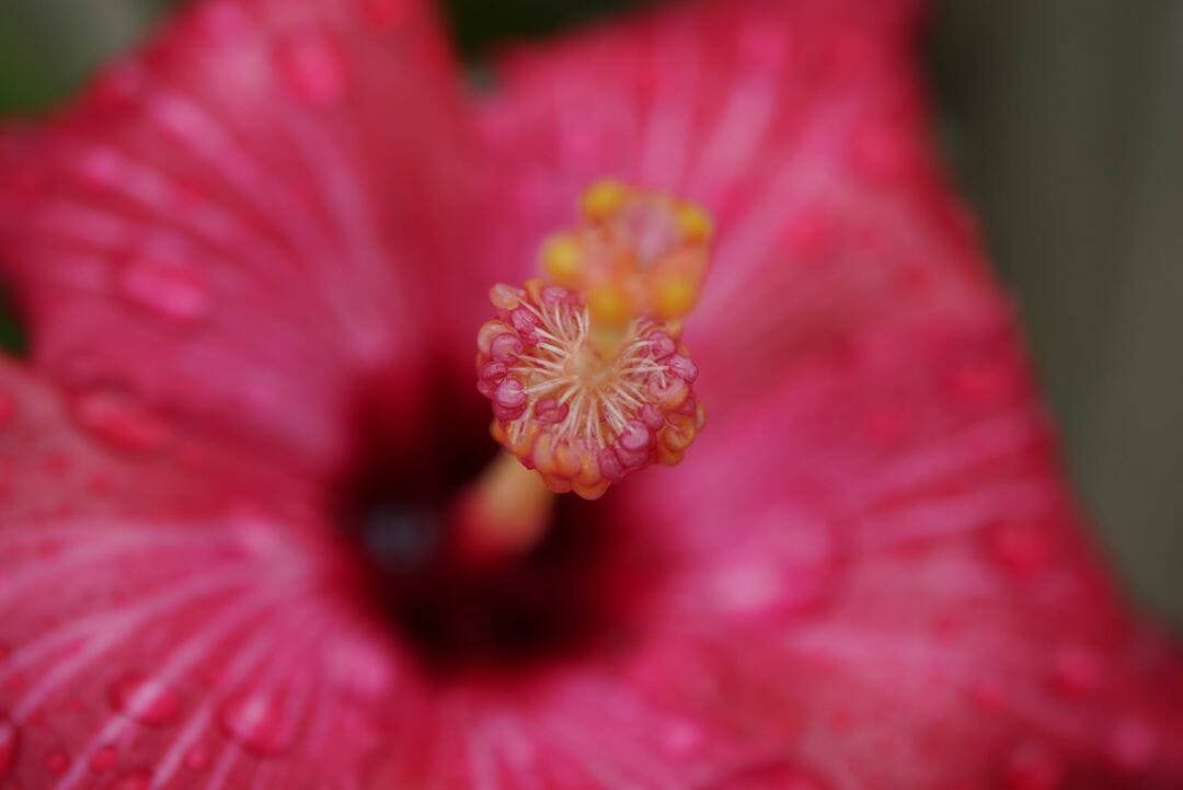 Zoom Flower 桌布 壁紙 — 鮮豔粉紅色芙蓉花的特寫，花瓣上閃爍著露珠，中心有詳細的雄蕊。