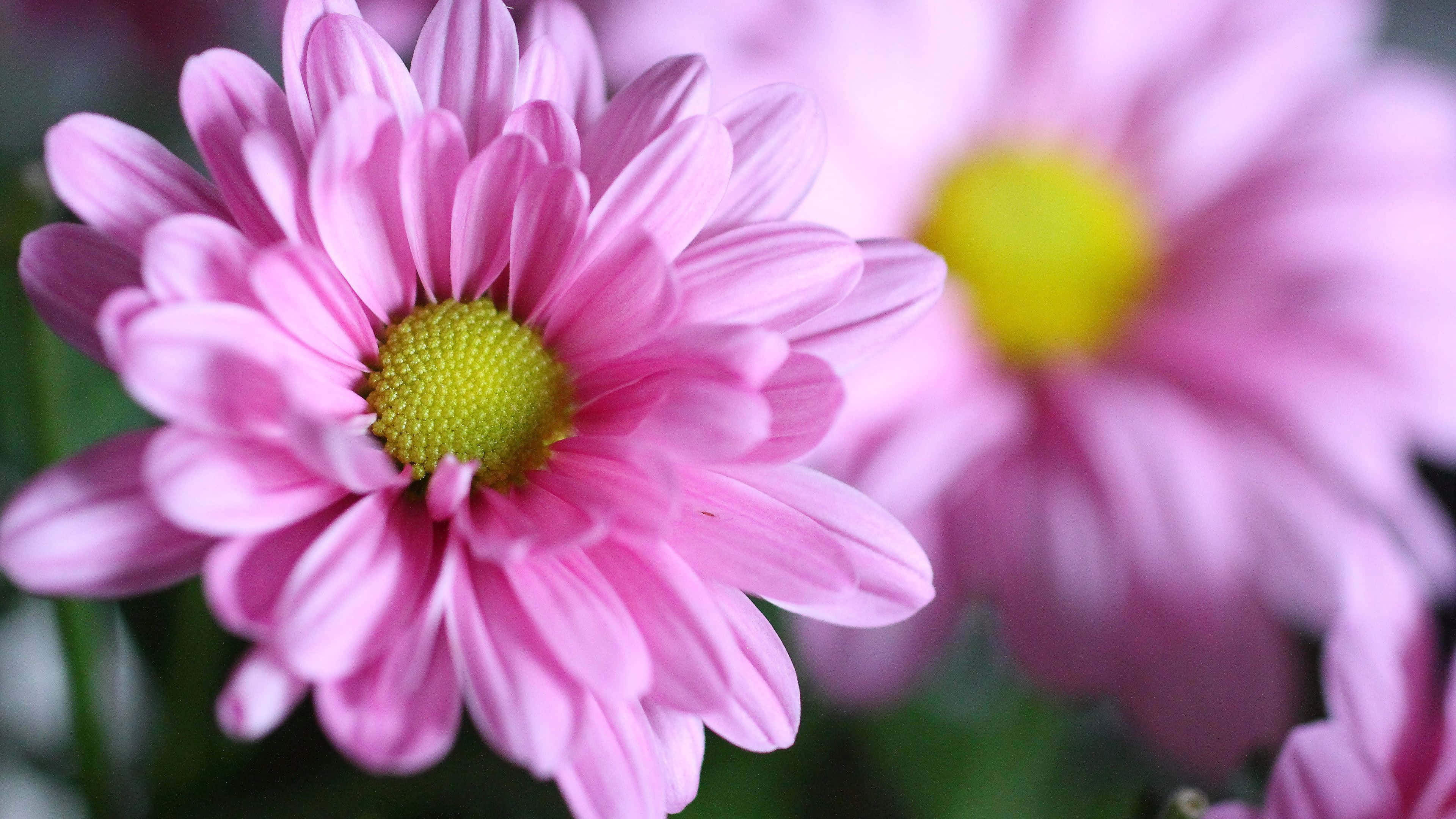 Pink Chrysanthemums 桌布 壁紙 — 鮮豔粉紅色菊花的特寫，帶有明亮的黃色中心，在柔焦中襯托著綠色樹葉。