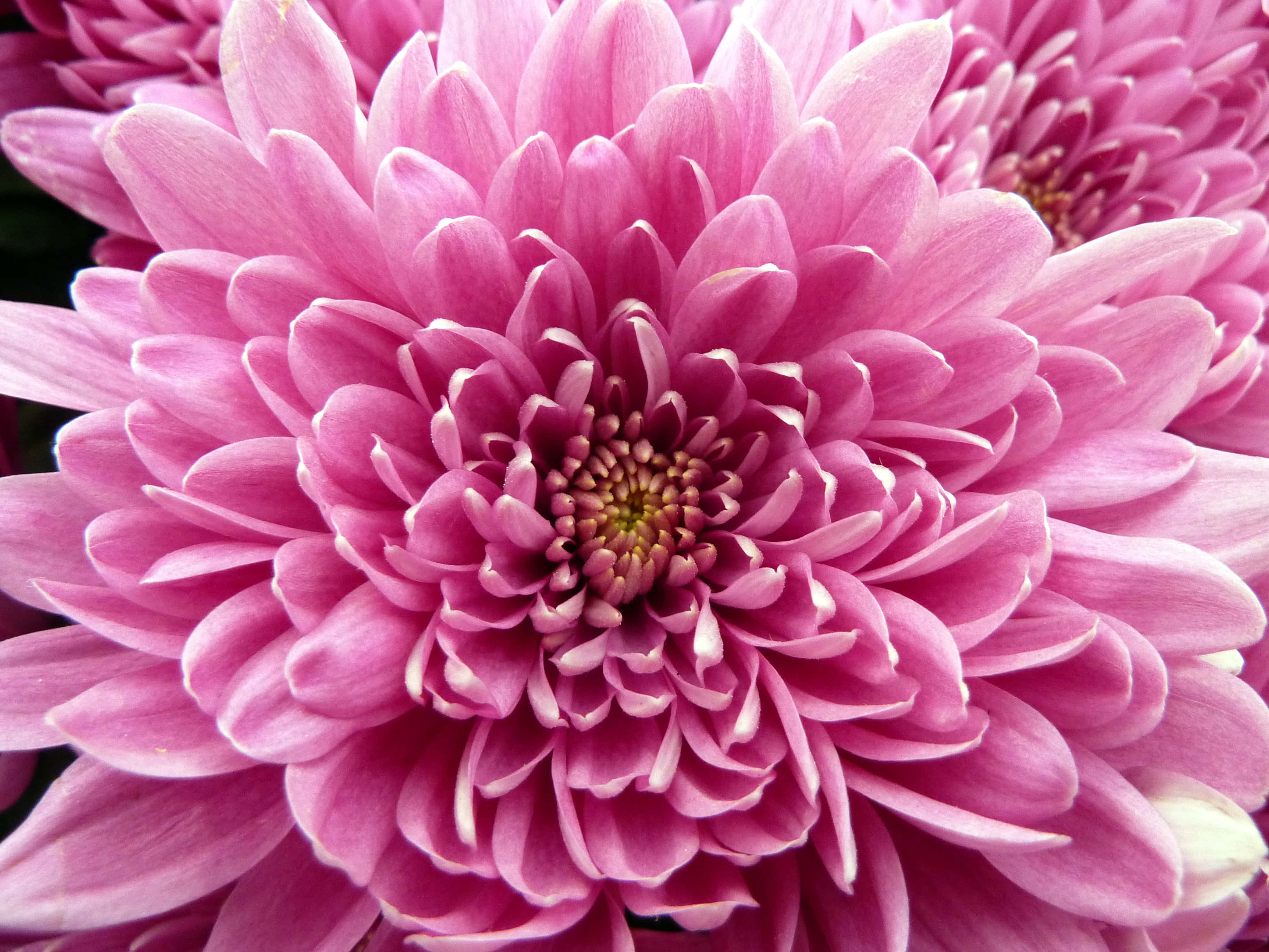 菊花 桌布 壁紙 — 鮮豔粉紅色菊花的特寫，花瓣層層疊疊，花心細節豐富。