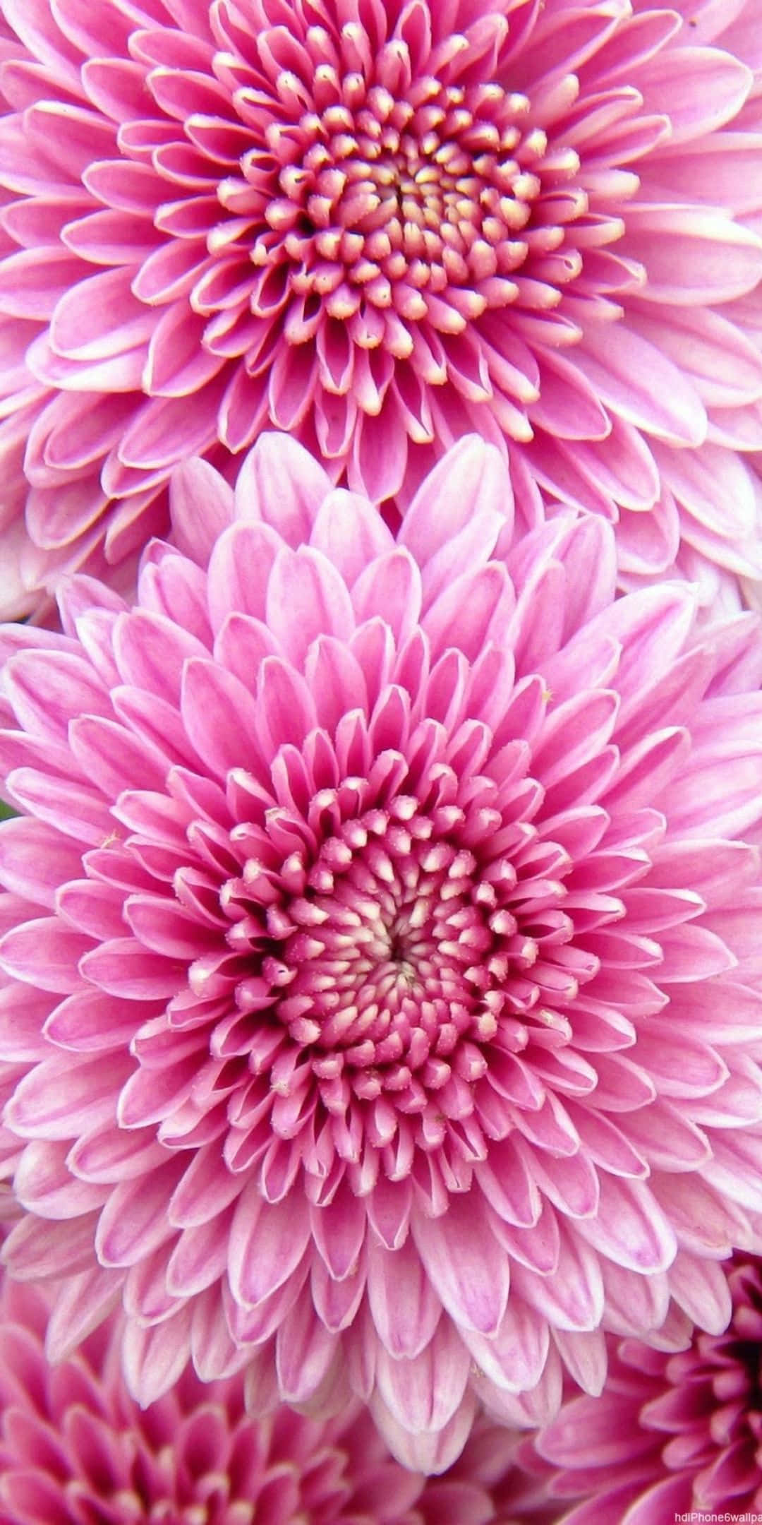 Chrysanthemum 桌布 壁紙 — 鮮豔粉紅色菊花的特寫，花瓣層層疊疊，花心精緻。