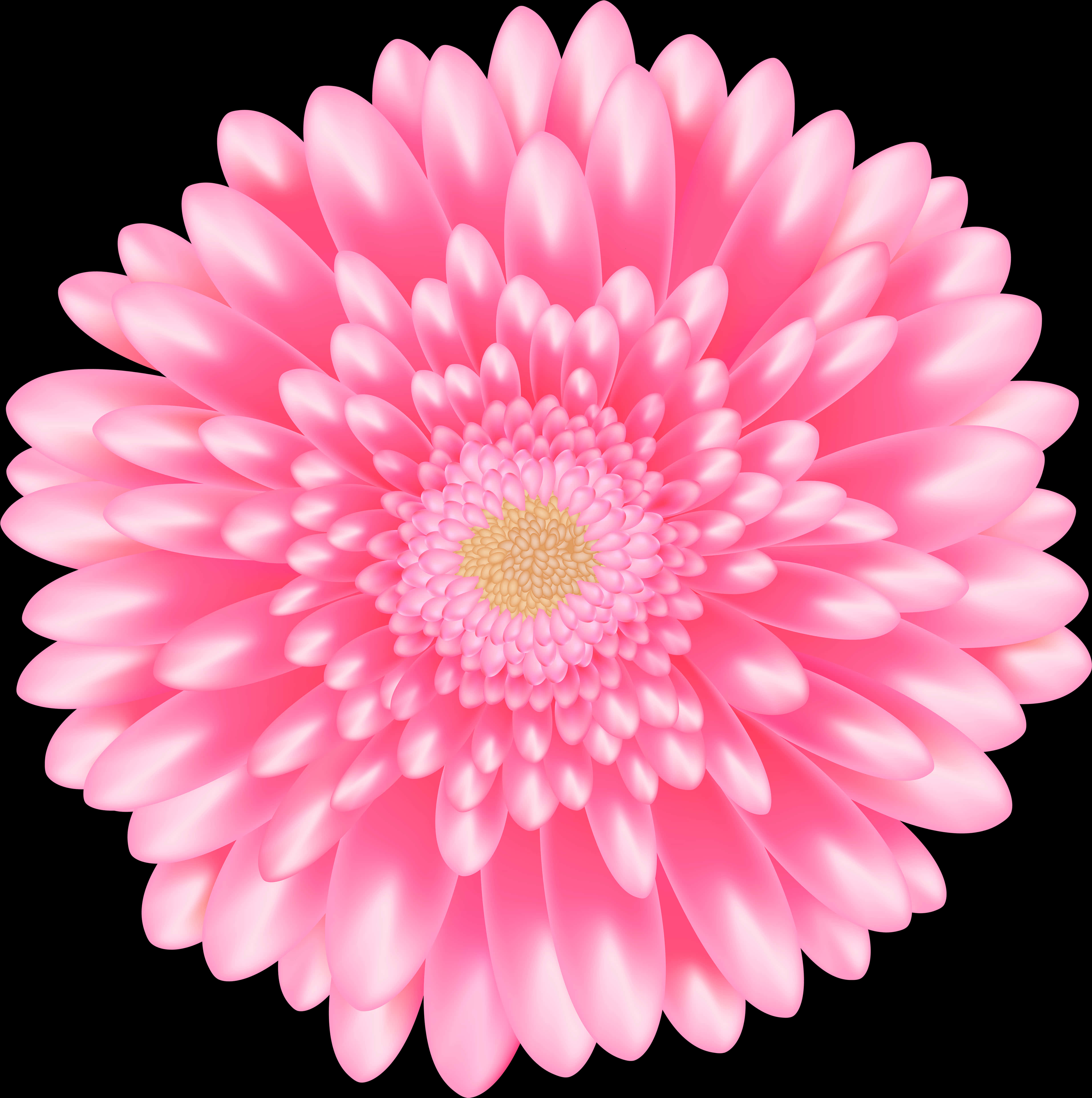 鮮豔粉紅雛菊 壁紙