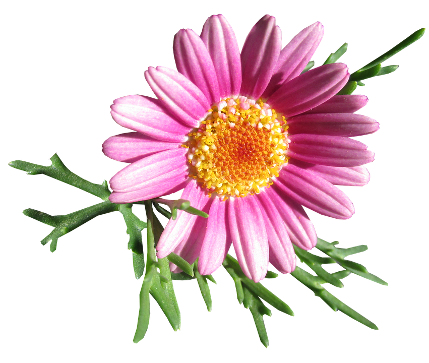 鮮豔粉色雛菊花朵 壁紙